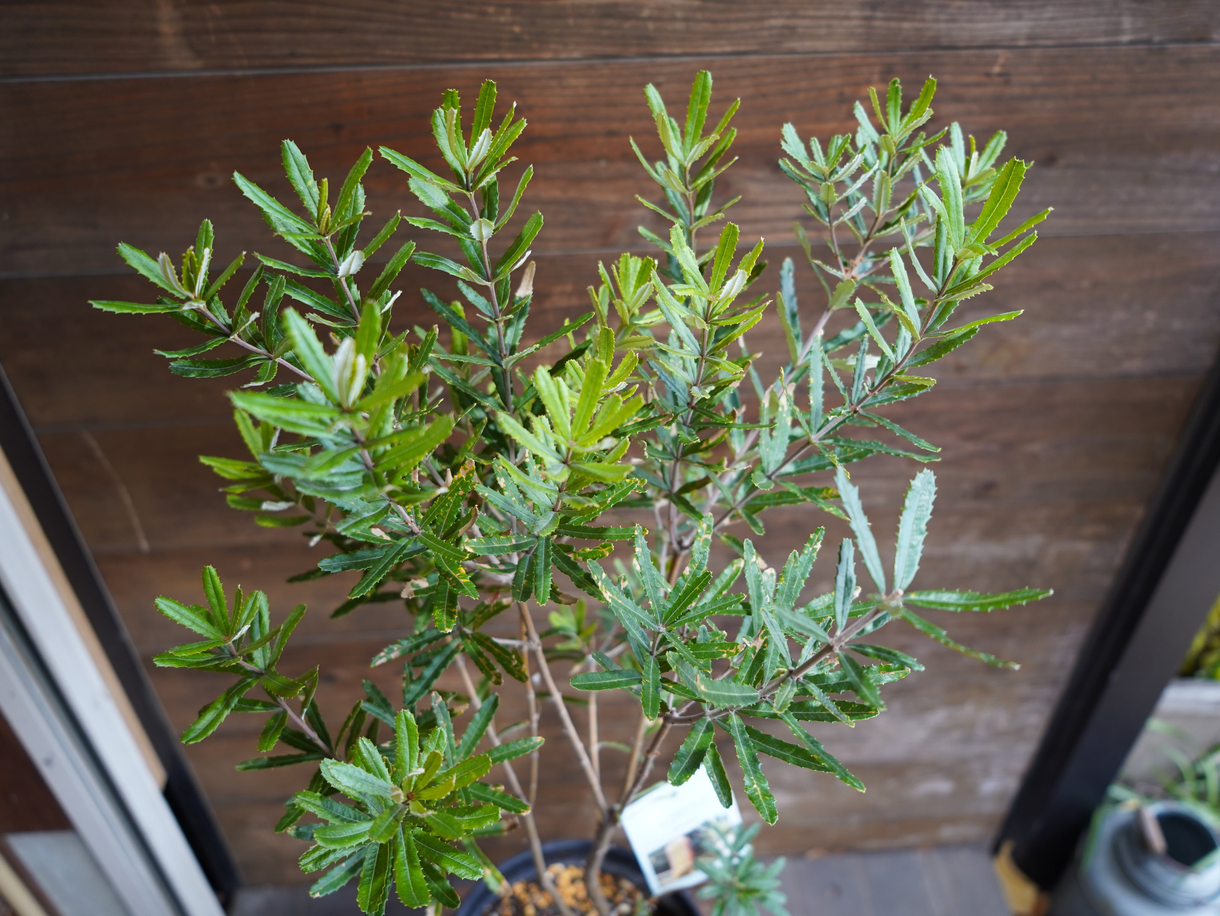 【現物】バンクシア　”セミヌダ”　B