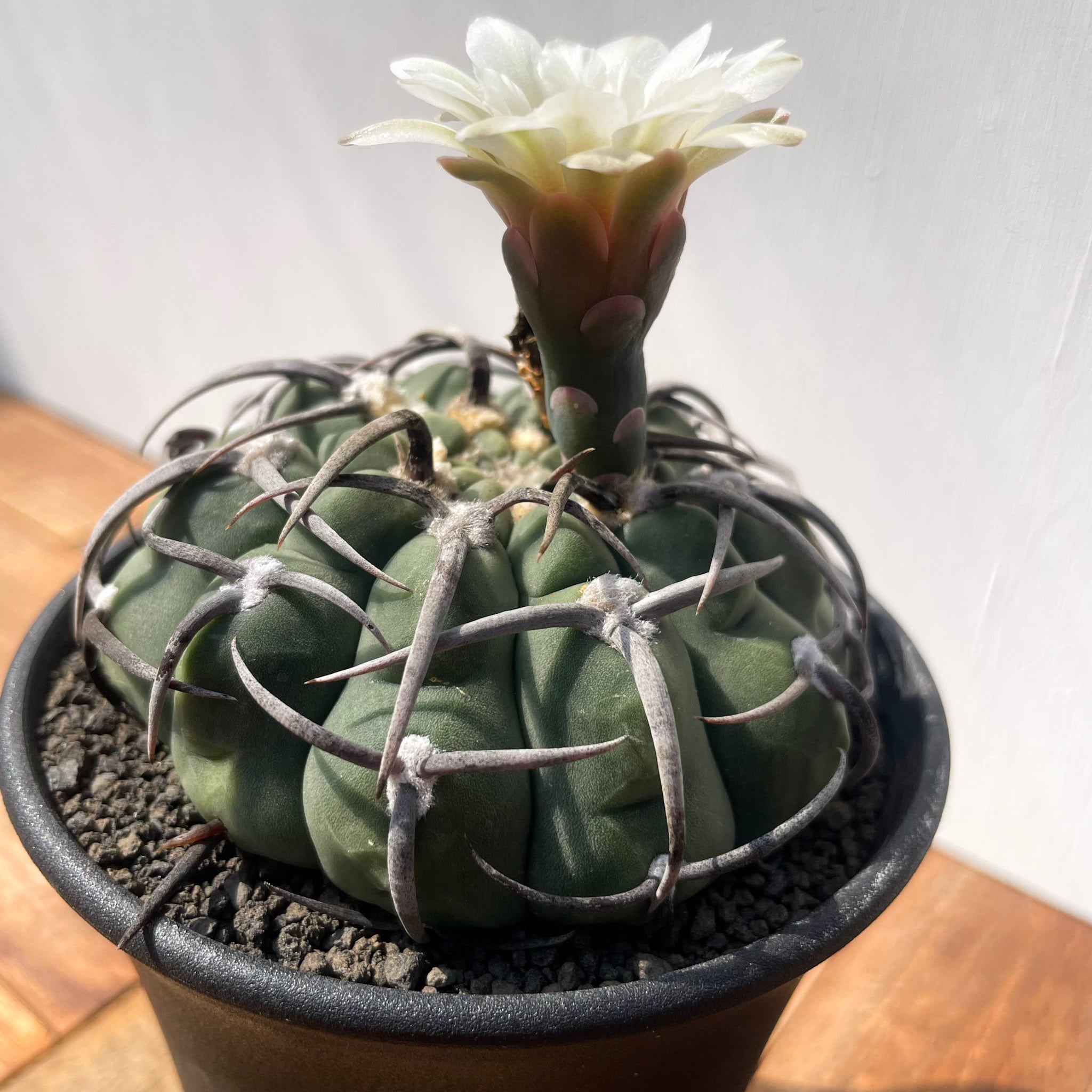 Gymnocalycium vatteri【ギムノカリキウム・狂棘バッテリー・実生