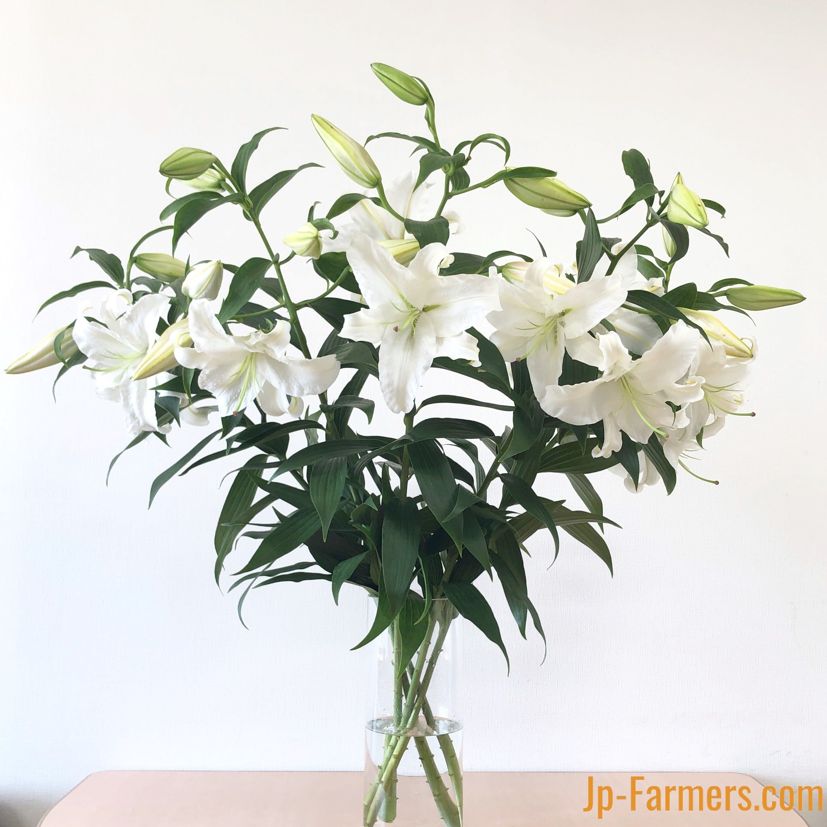 新品 定価53900円 カサブランカ 刺繍 サンダル 白 ホワイト グリーン 緑 送料無料 JP-Farmersが贈る お供え花の定期便 カサブランカ5本 | 新鮮