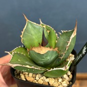 アガベ　チタノタ　バッファロー【1063】