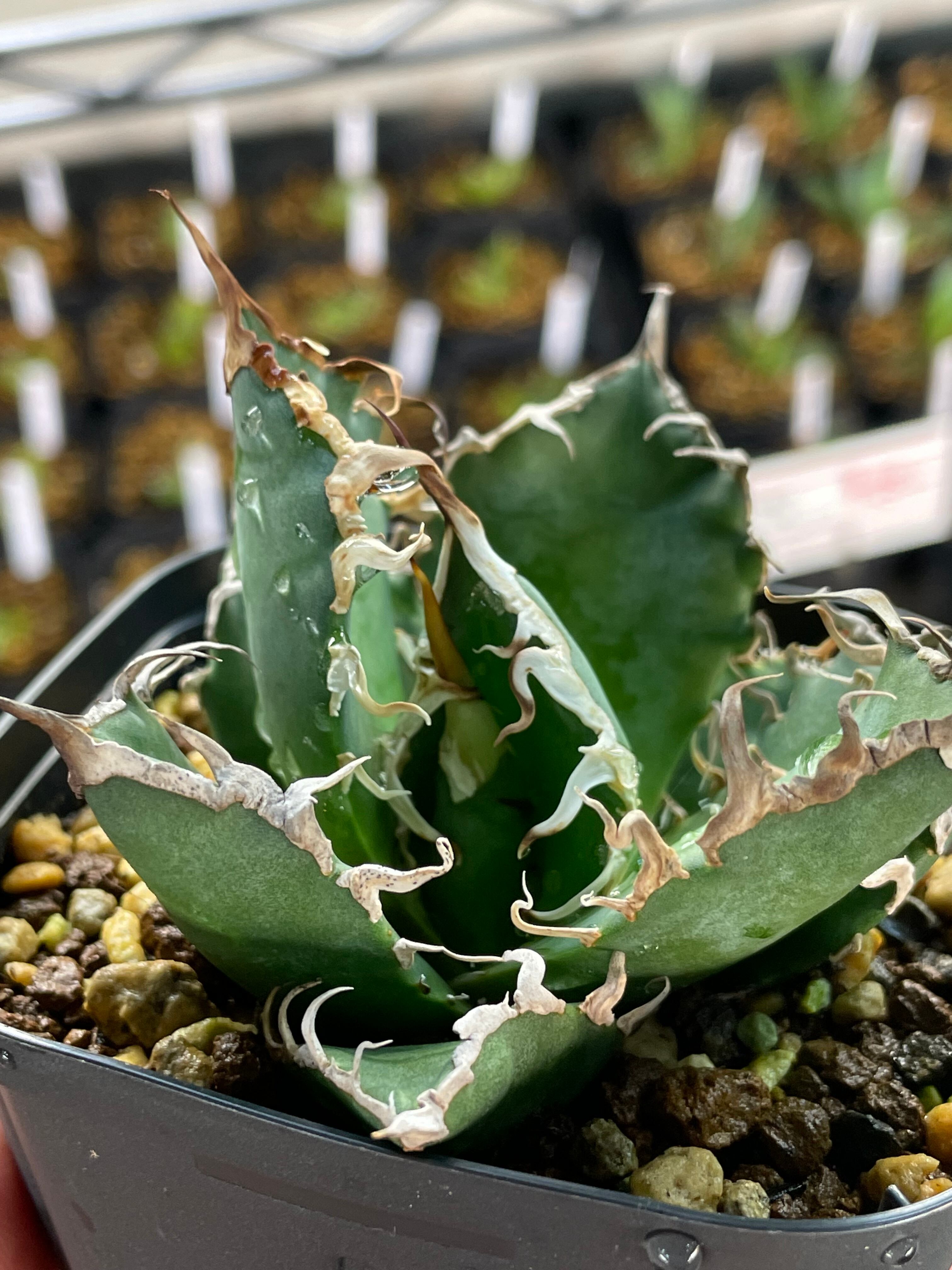 破格】親株販売 Agave titanota ボールタイプ No.001 【公式通販】