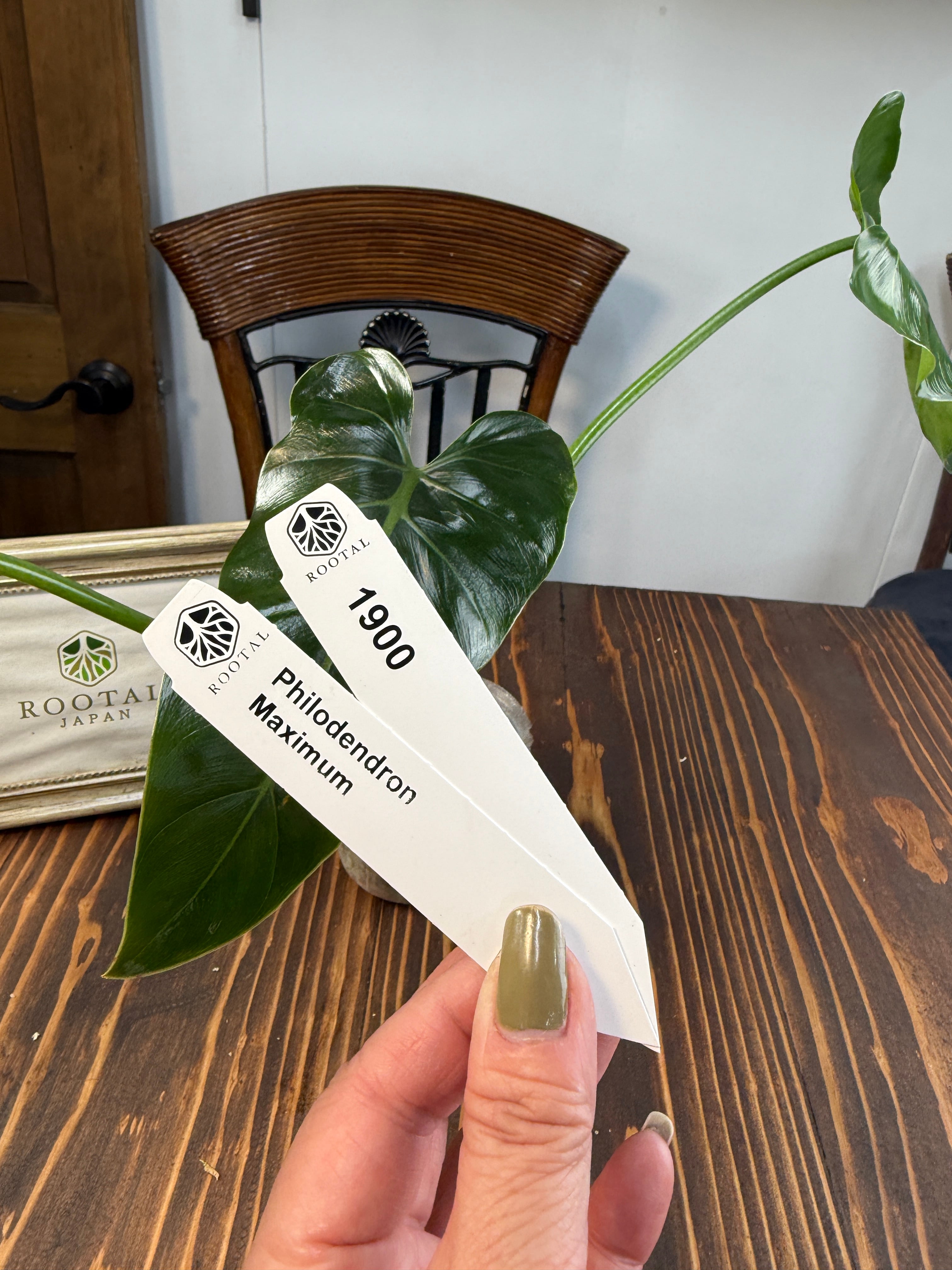 ★1900【しなやかな剣葉】フィロデンドロン マキシマム(8cm口径ポット)