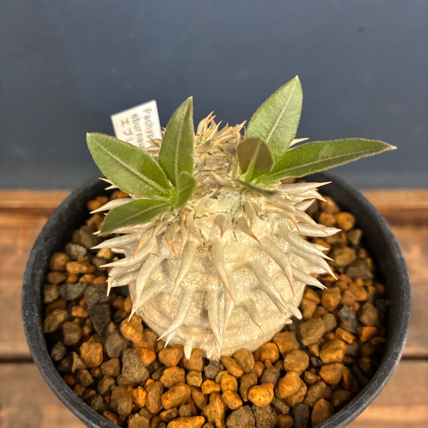 新着3日限定10%OFF】パキポディウム エブレネウム【176】 | PROTOLEAF