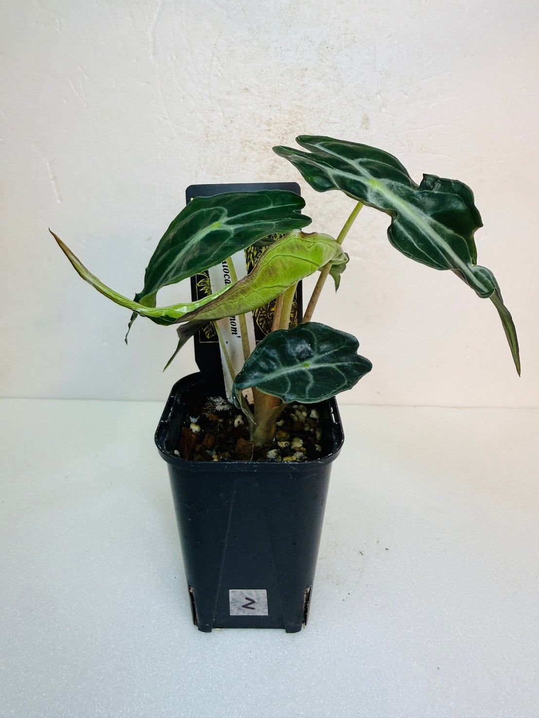 ヴェノム・アロカシア 3号 ① | 観葉植物と雑貨のお店 VIVAGREEN