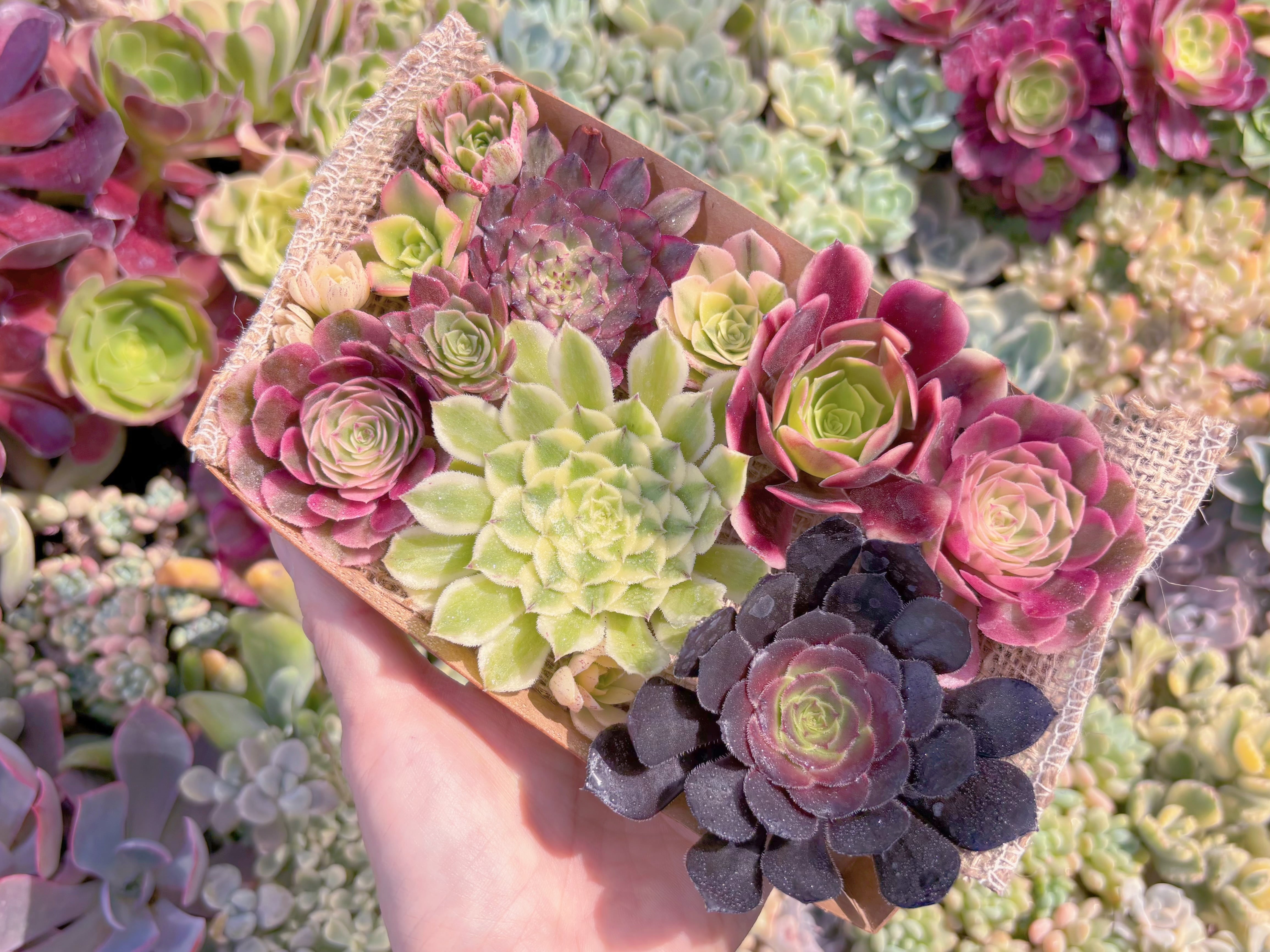 現品　寄せ植えセット#912　るる農園