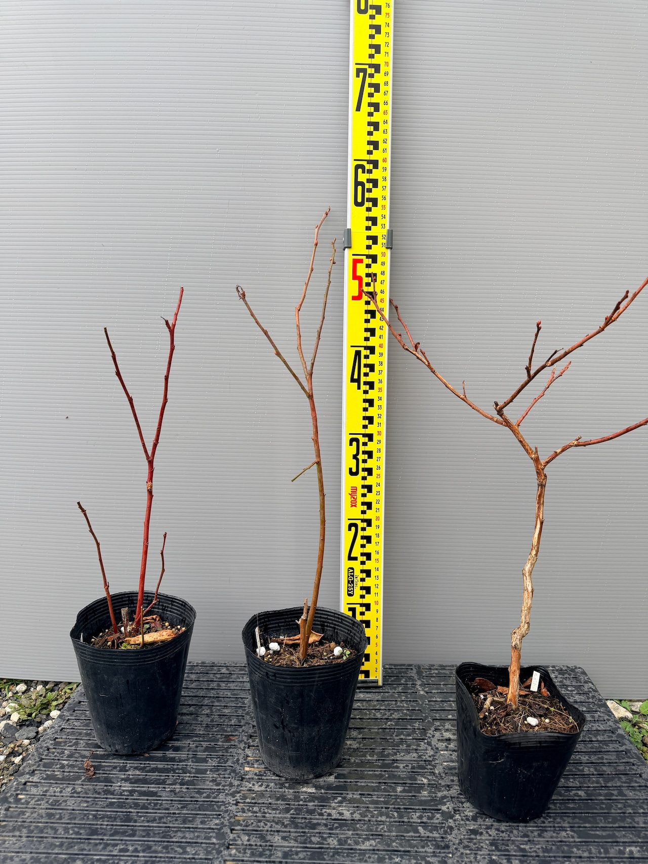 ノーザンハイブッシュ3品種、ブルーベリー苗