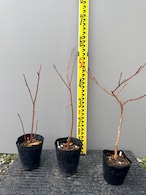 ノーザンハイブッシュ3品種、ブルーベリー苗