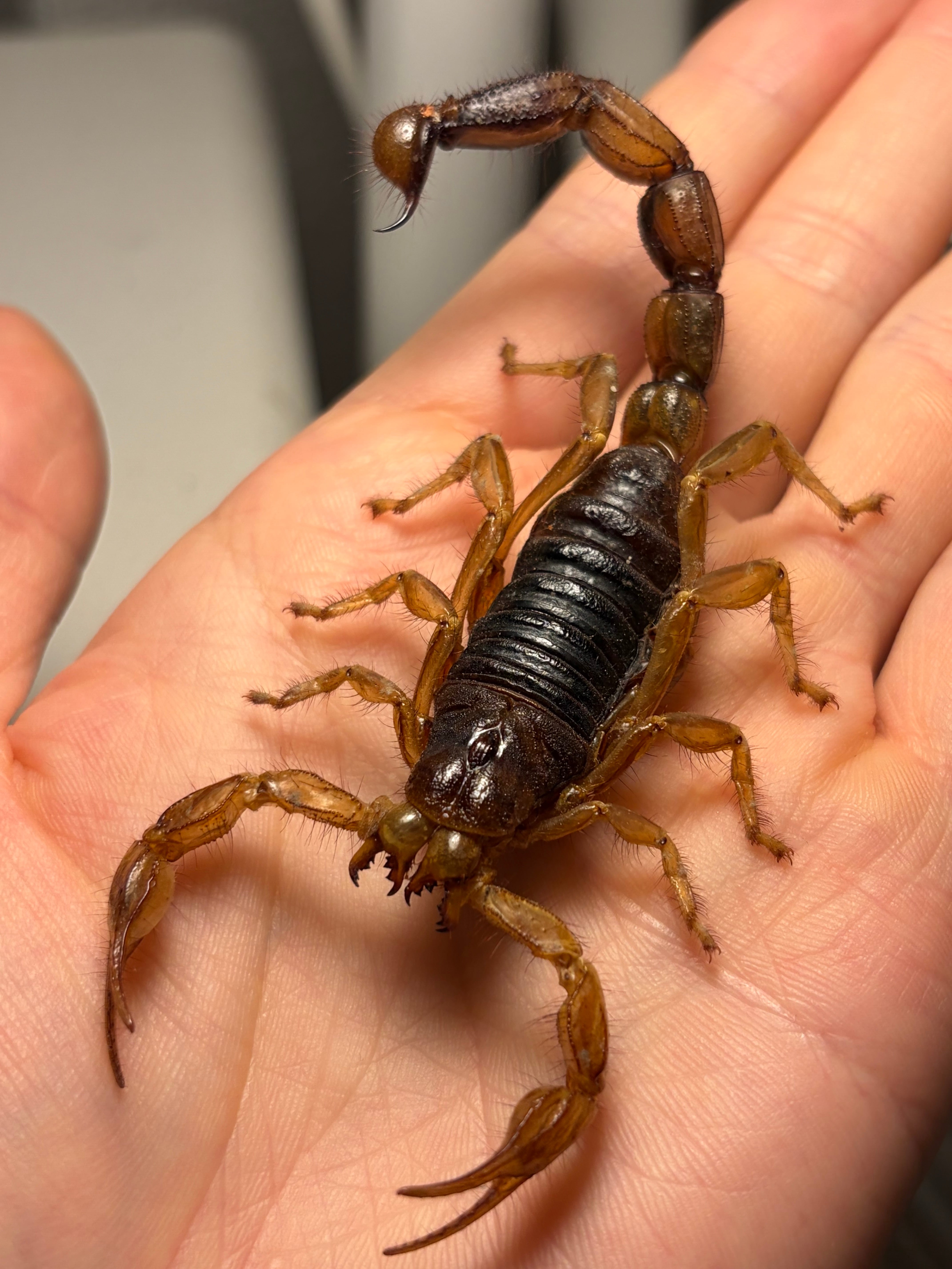 合法激レア蠍】Hoffmannihadrurus gertschiサソリ サブアダルト