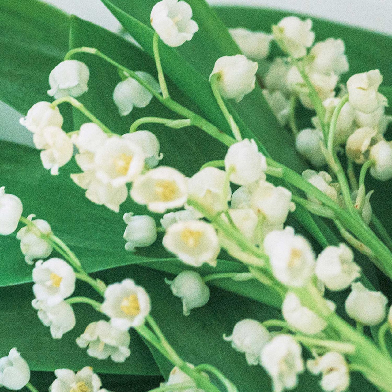 【Mughetto】ムゲット  パフューム　50ml｜レルボラリオ L'ERBOLARIO