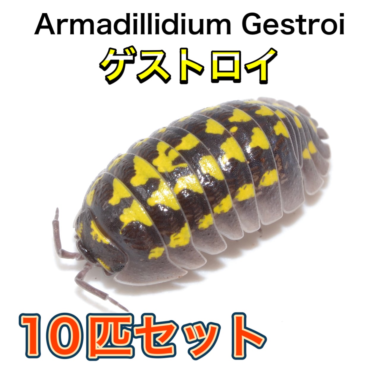 標本 Ivorycost Goliathus regius 89mm 標本 Ivorycost Goliathus