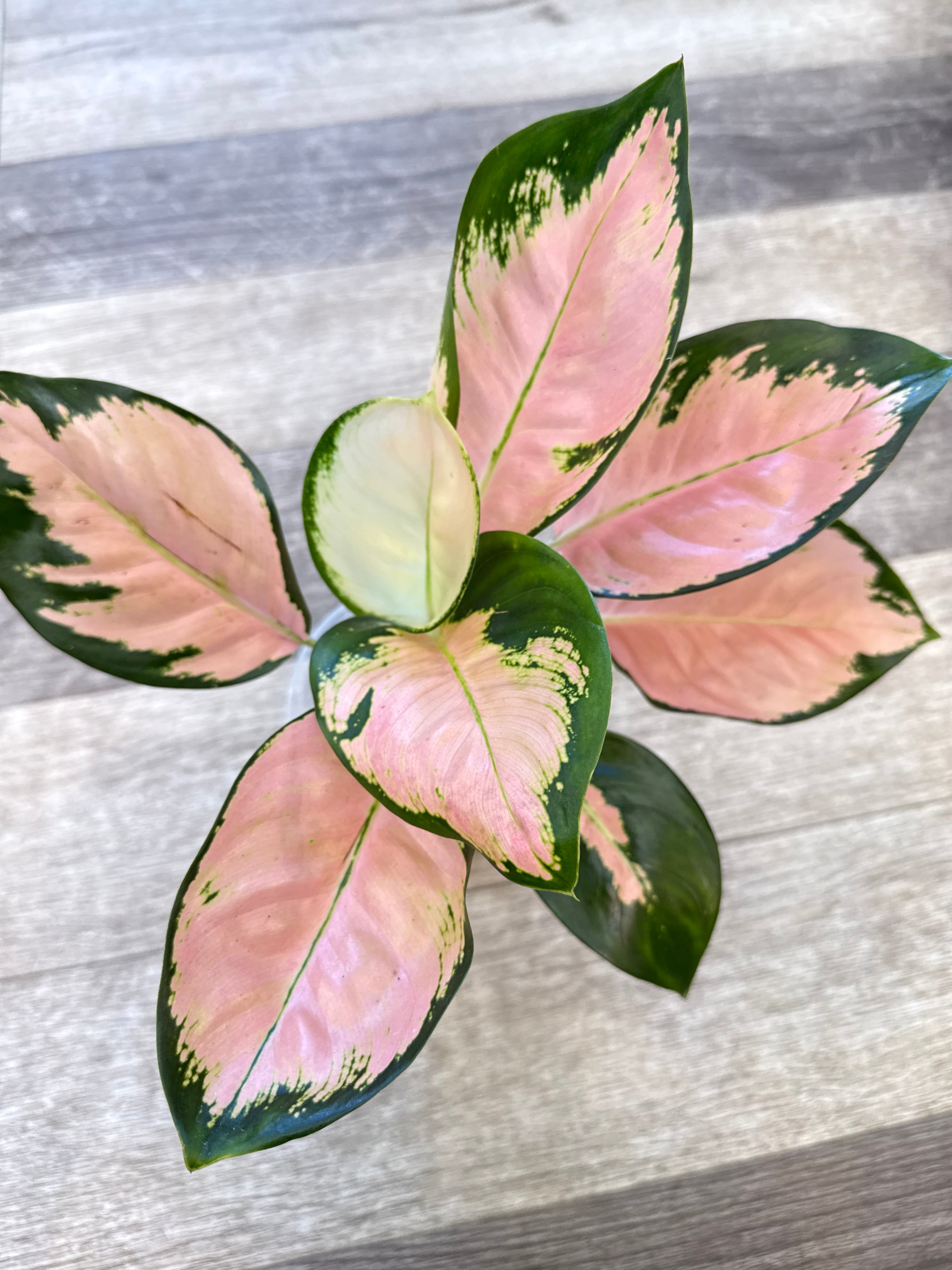 hoya inflata / ホヤ インフラータ | Gardenえん 【観葉熱帯植物】
