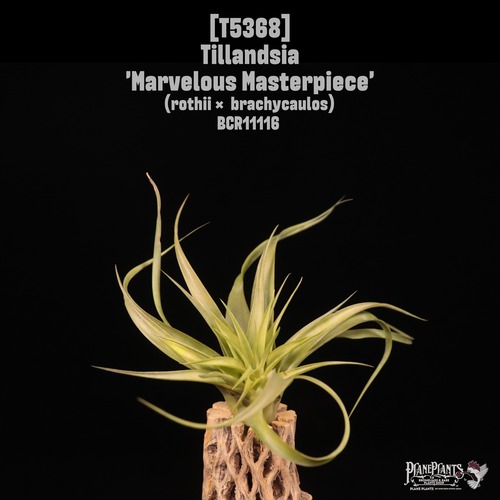 【送料無料】'Marvelous Masterpiece'〔エアプランツ〕現品発送T5368