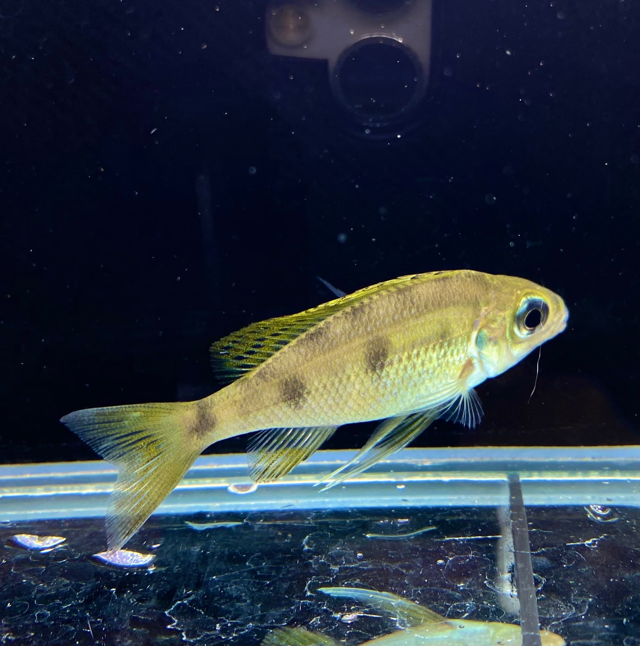 電気暖炉 Dimplex CLB20J 参考価格：65,000円 Ophthalmotilapia nasuta 