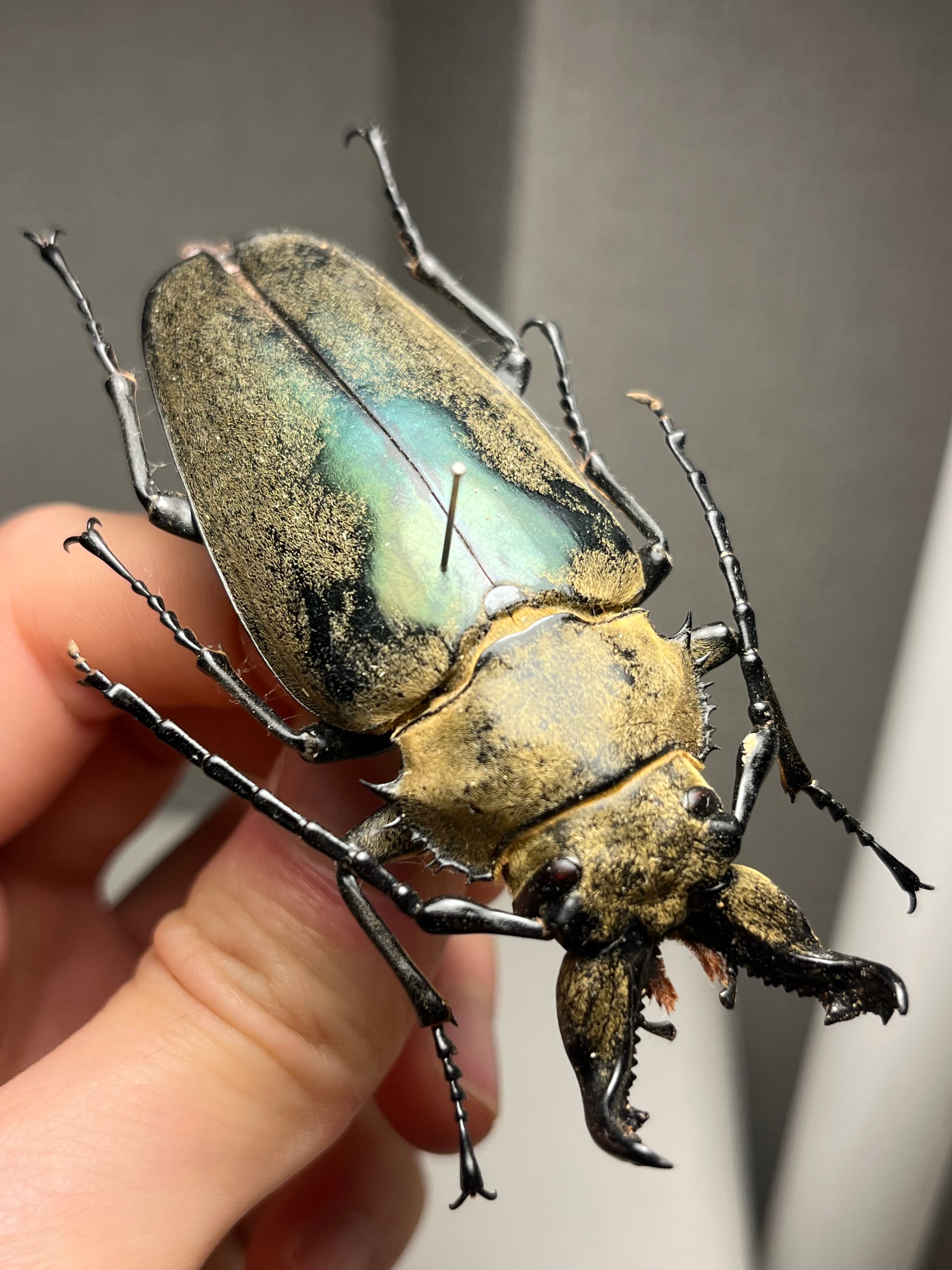 希少産地】オオアゴヘビトンボ 奇蟲 タランチュラ ムカデ 標本 昆虫