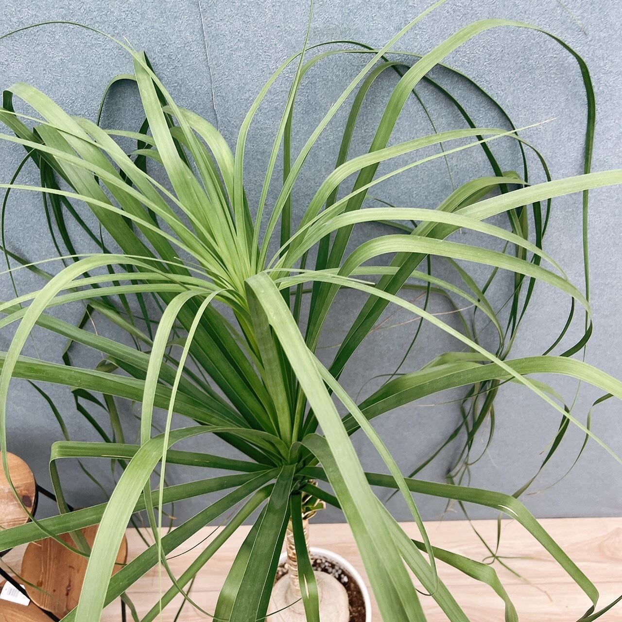 現品］60番 トックリラン 8号 ポニーテール ノリナ 観葉植物 室内 大型