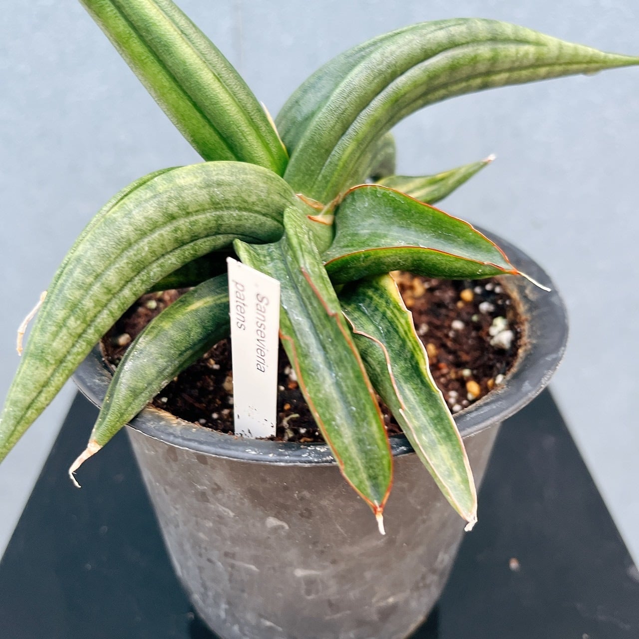 現品］【希少】サンスベリア パテンス 斑入り 4号 観葉植物 室内 レア