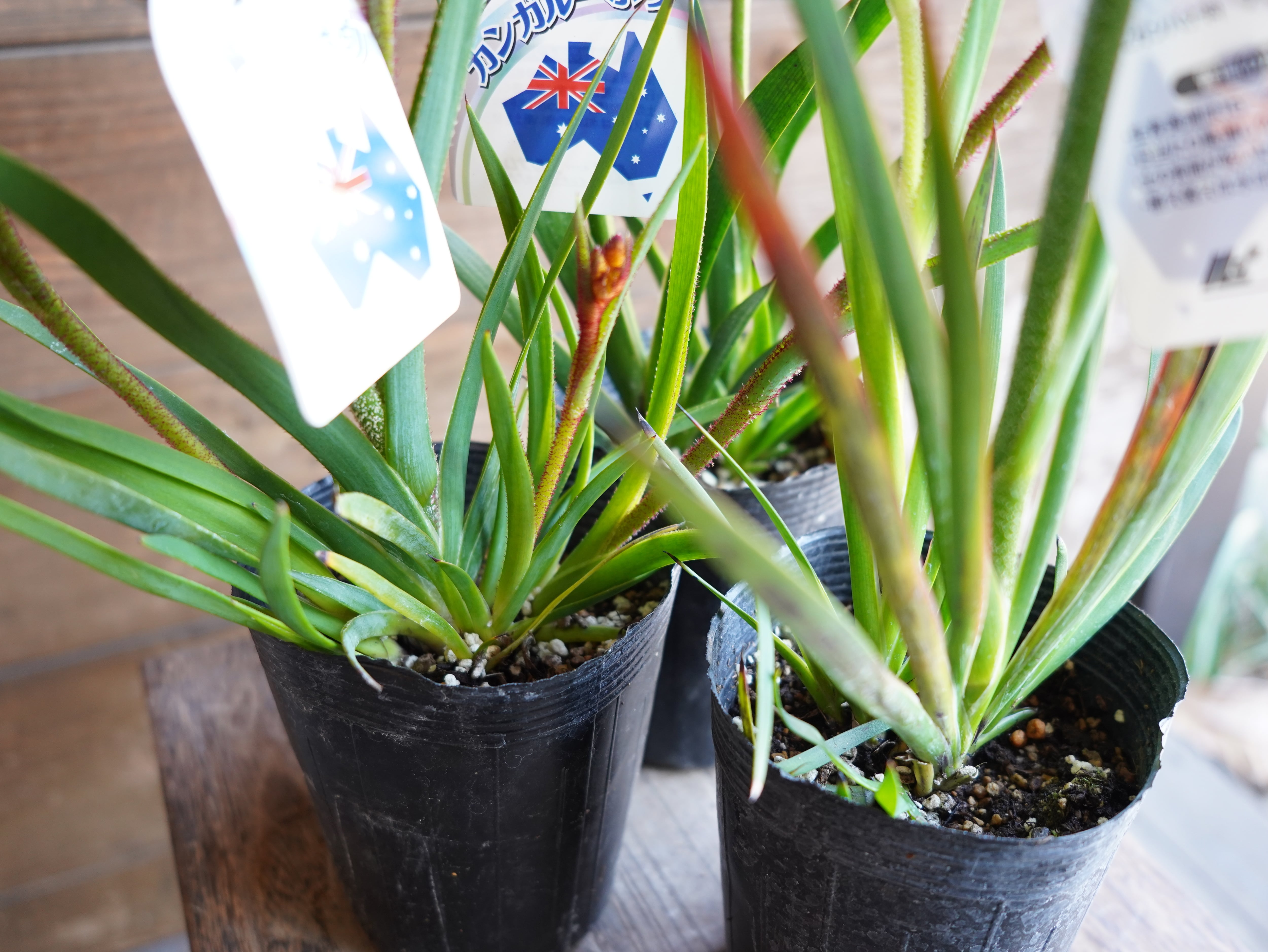 【現物】カンガルーポー Bセット(3色セット)