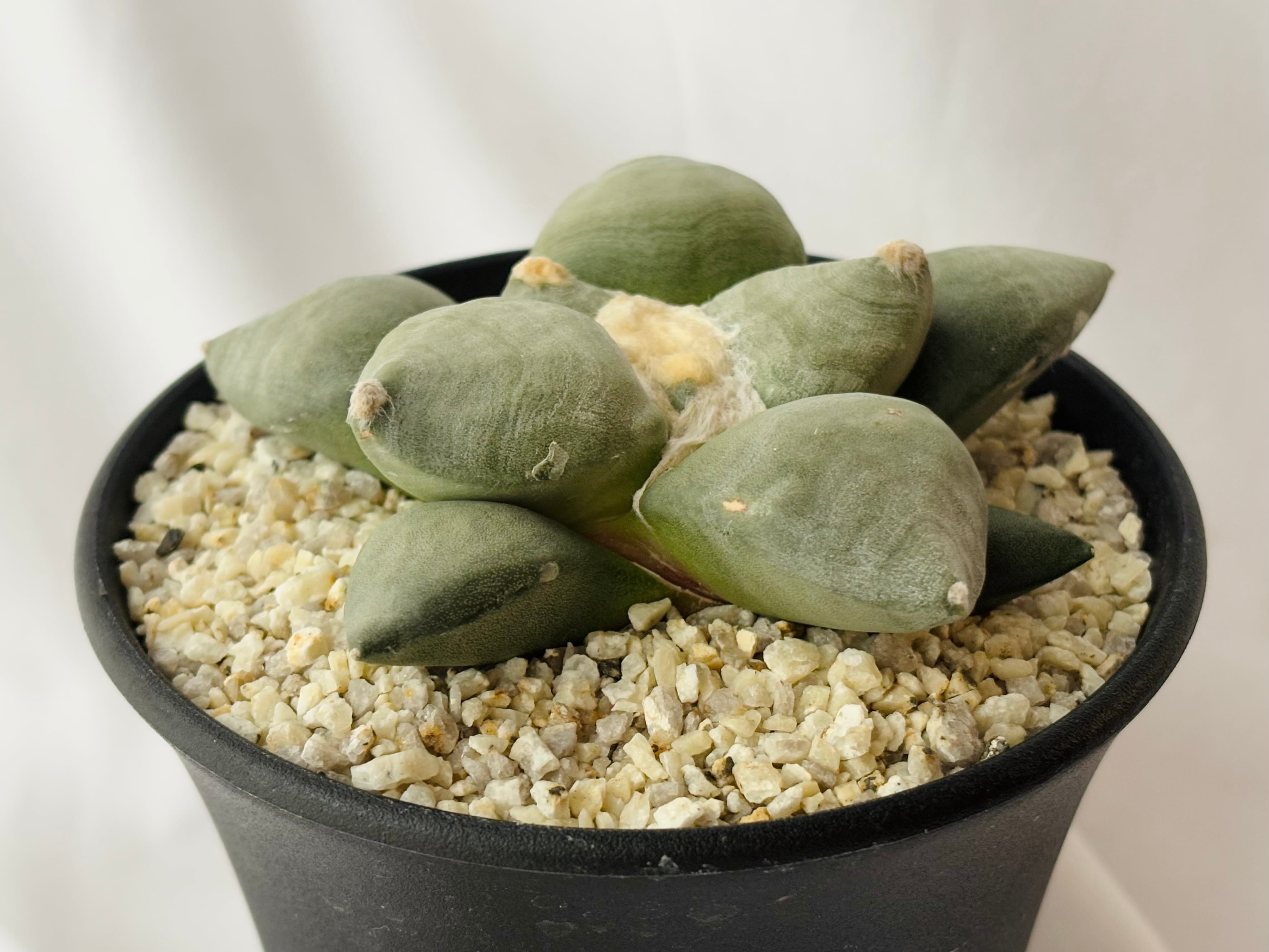 Ariocarpus furfuraceus f. アリオカルプス 大疣青磁牡丹 サボテン