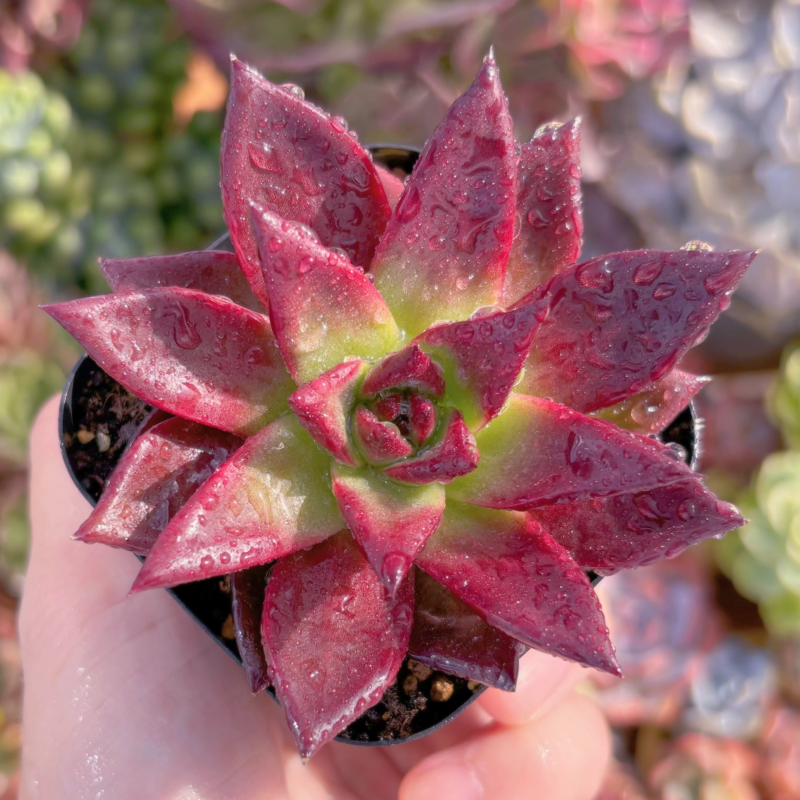 現品　ロメオルビン#740　るる農園