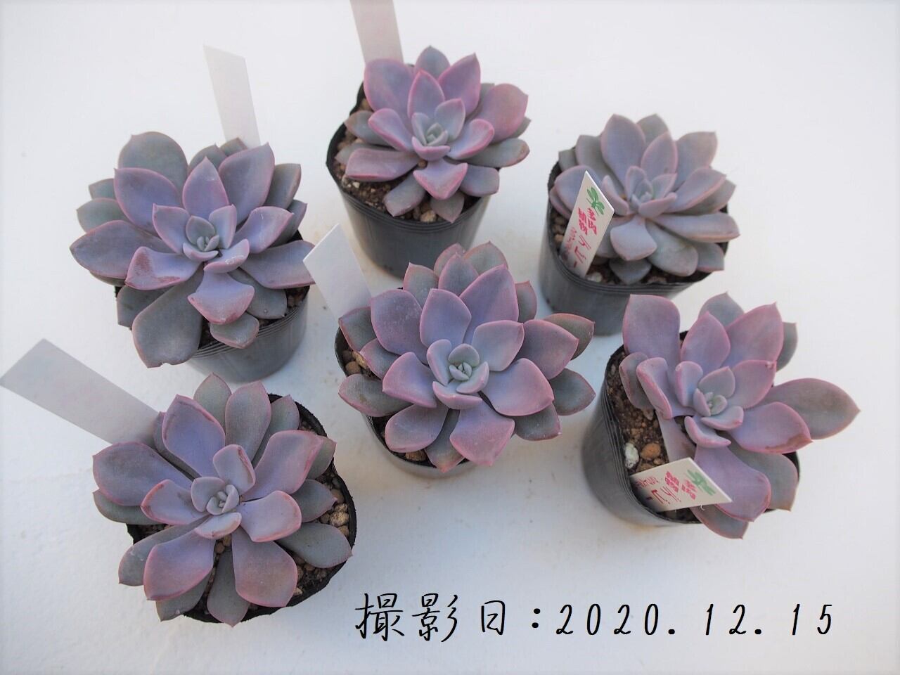 多肉植物 デビー グラプトペタルム属 いとうぐりーん 産直苗 2号 多肉植物とガーデン雑貨 Macherie マシェリ