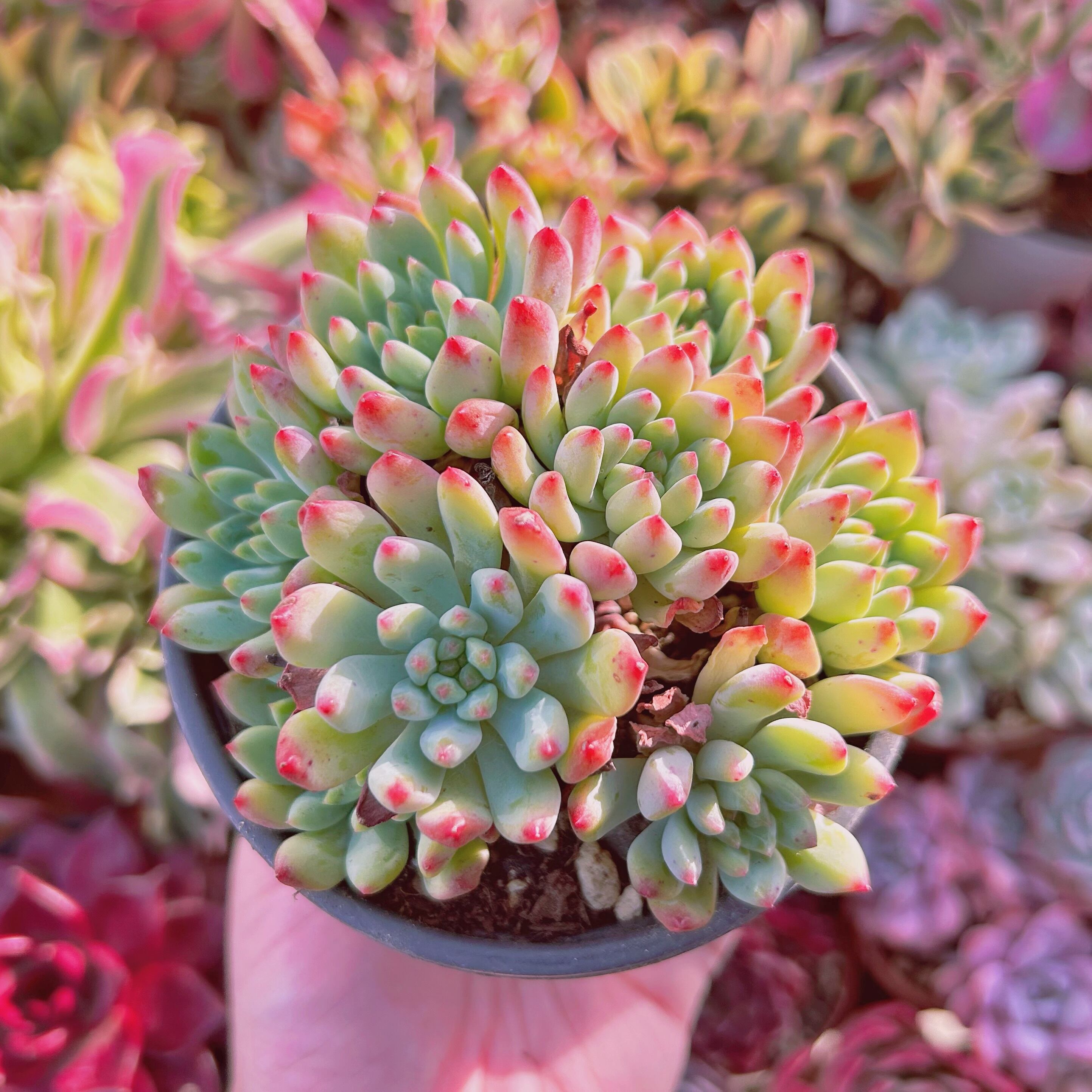 現物　多肉植物　ブルーエルフ