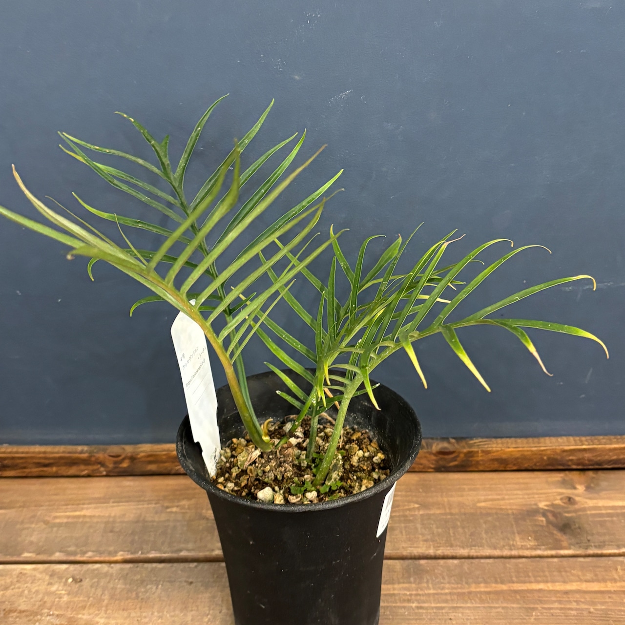 フィロデンドロン　トータム【141】