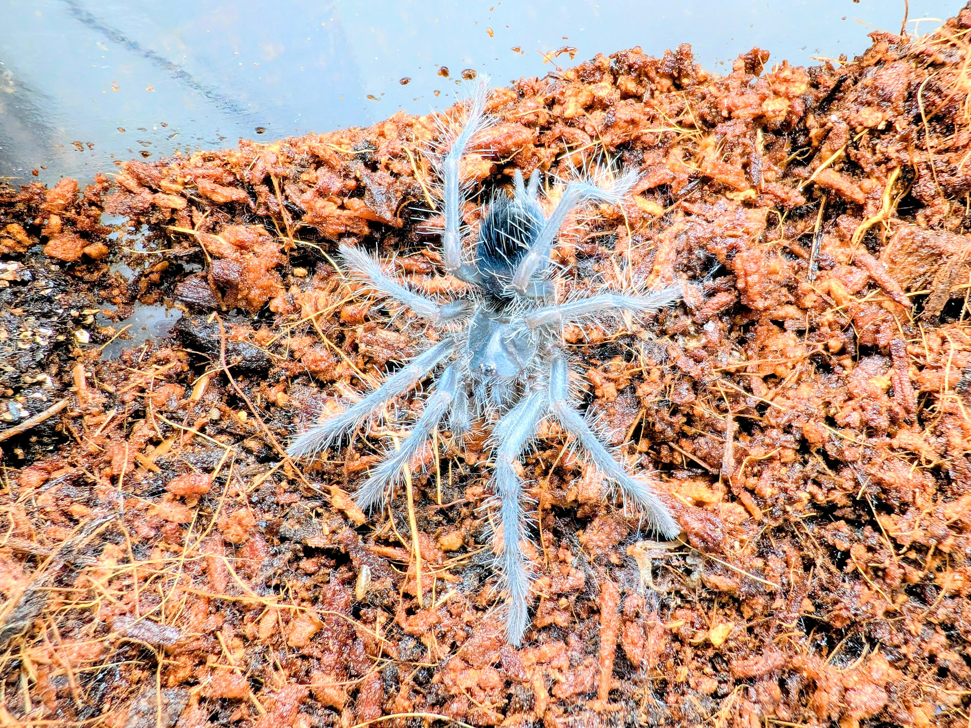 Pamphobeteus sp.Urvinae 幼体 タランチュラ | BUG.st