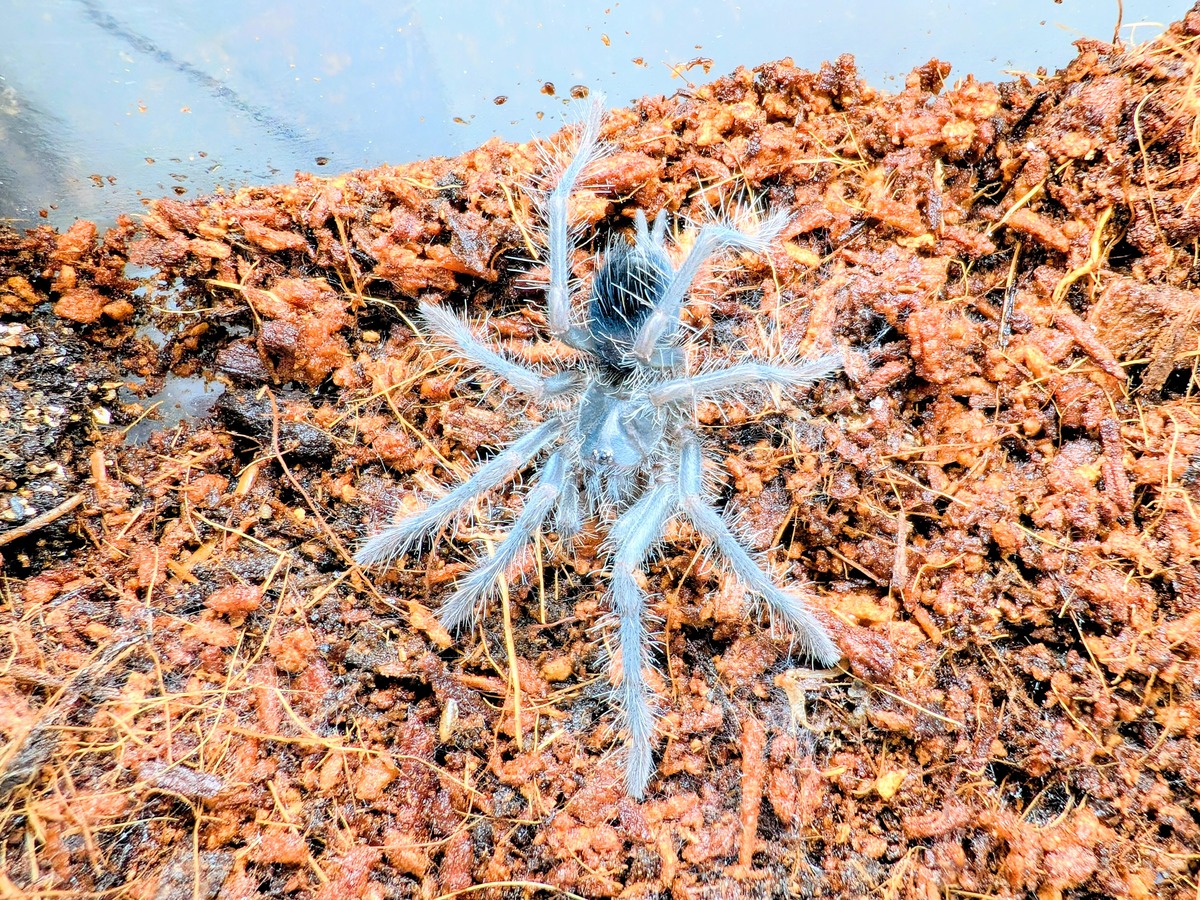 Pamphobeteus sp.Urvinae 幼体 タランチュラ | BUG.st