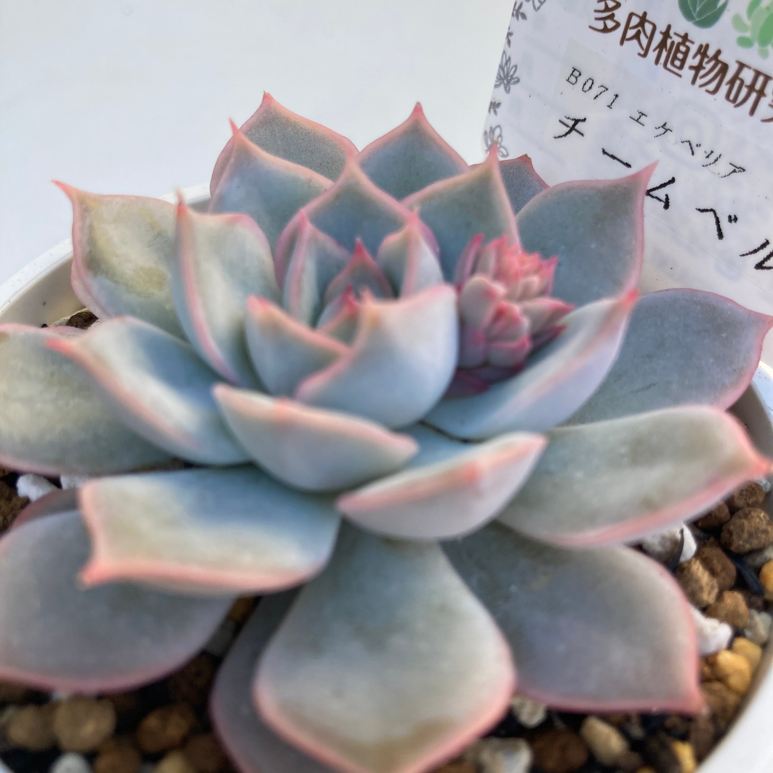 ペルシア　多肉植物 多肉植物☆ペルシア☆抜き苗の通販 by Qooco's shop｜ラクマ
