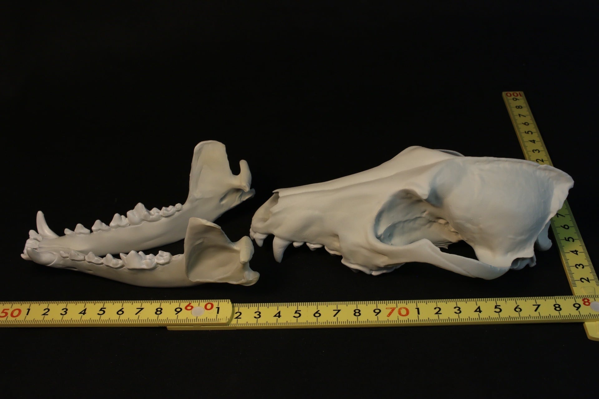 キンイロジャッカル 原寸大頭骨レプリカ | アンフィ合同会社