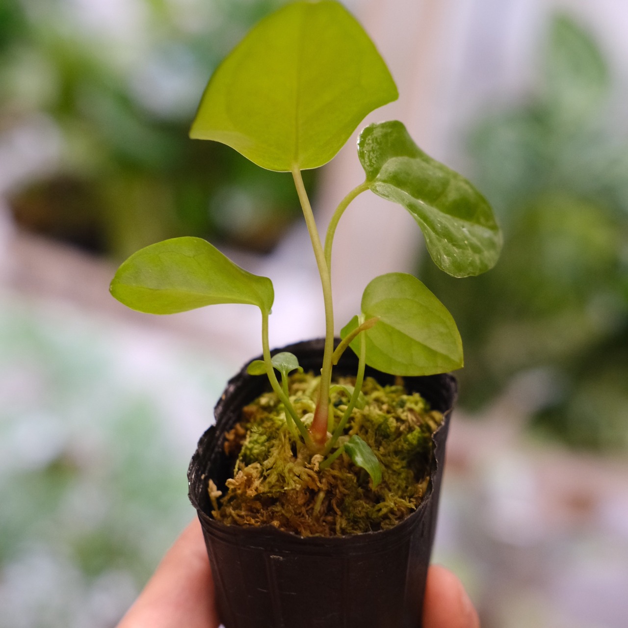 【希少】Anthurium Queen of Heart / アンスリウム クイーン オブ ハート / 観葉植物<育て方・花言葉>