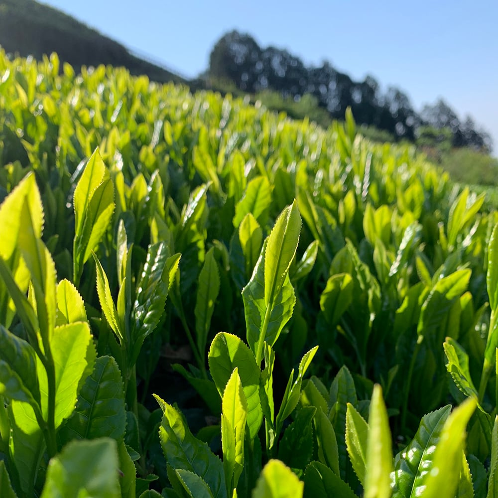 【母の日】緑茶3種飲み比べトート入り