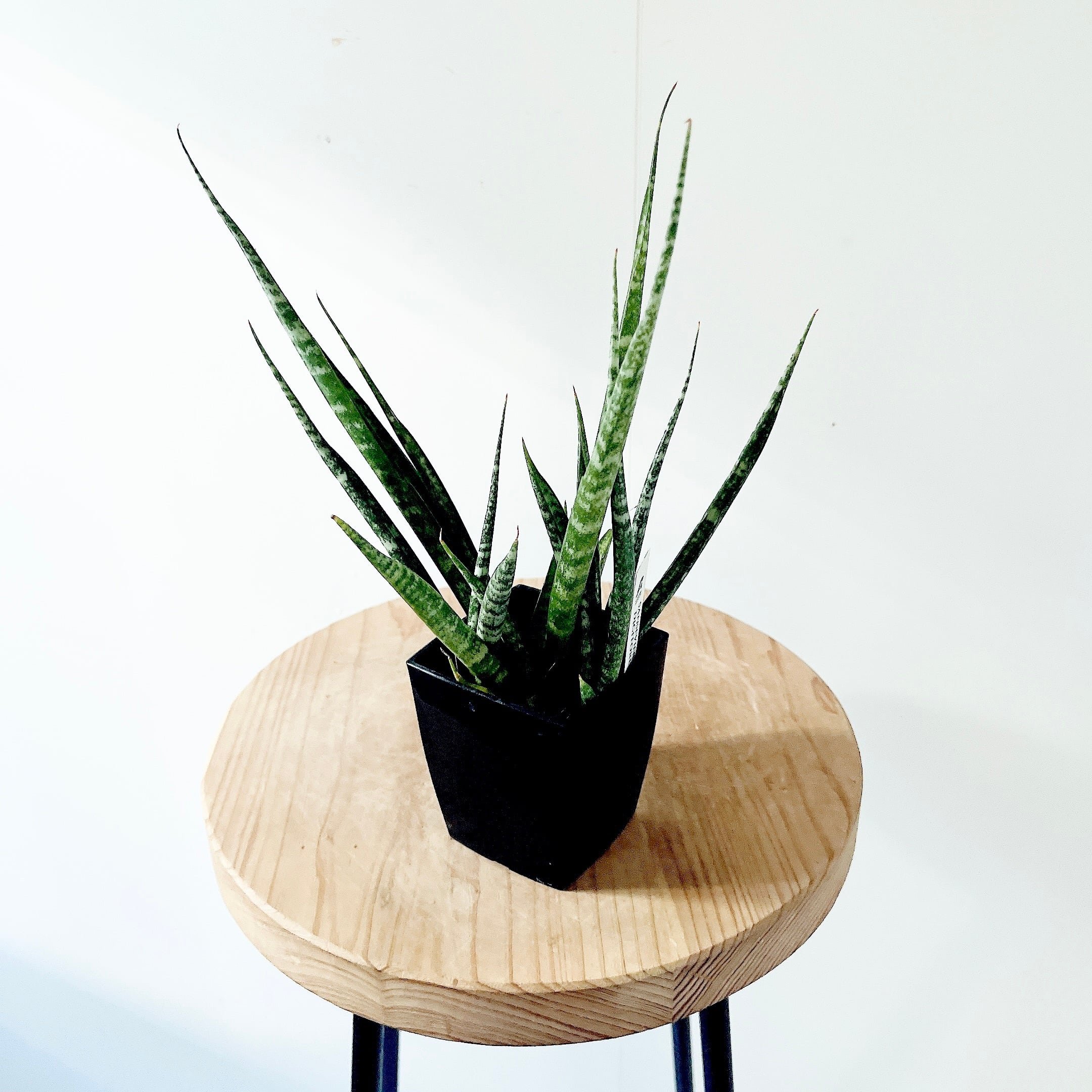 【超希少】フィカス リラータ イヴォンヌ 斑入りカシワバ 森尾花園さん＊calm 超希少】フィカス リラータ イヴォンヌ 斑入りカシワバ 森尾花園さん＊calm