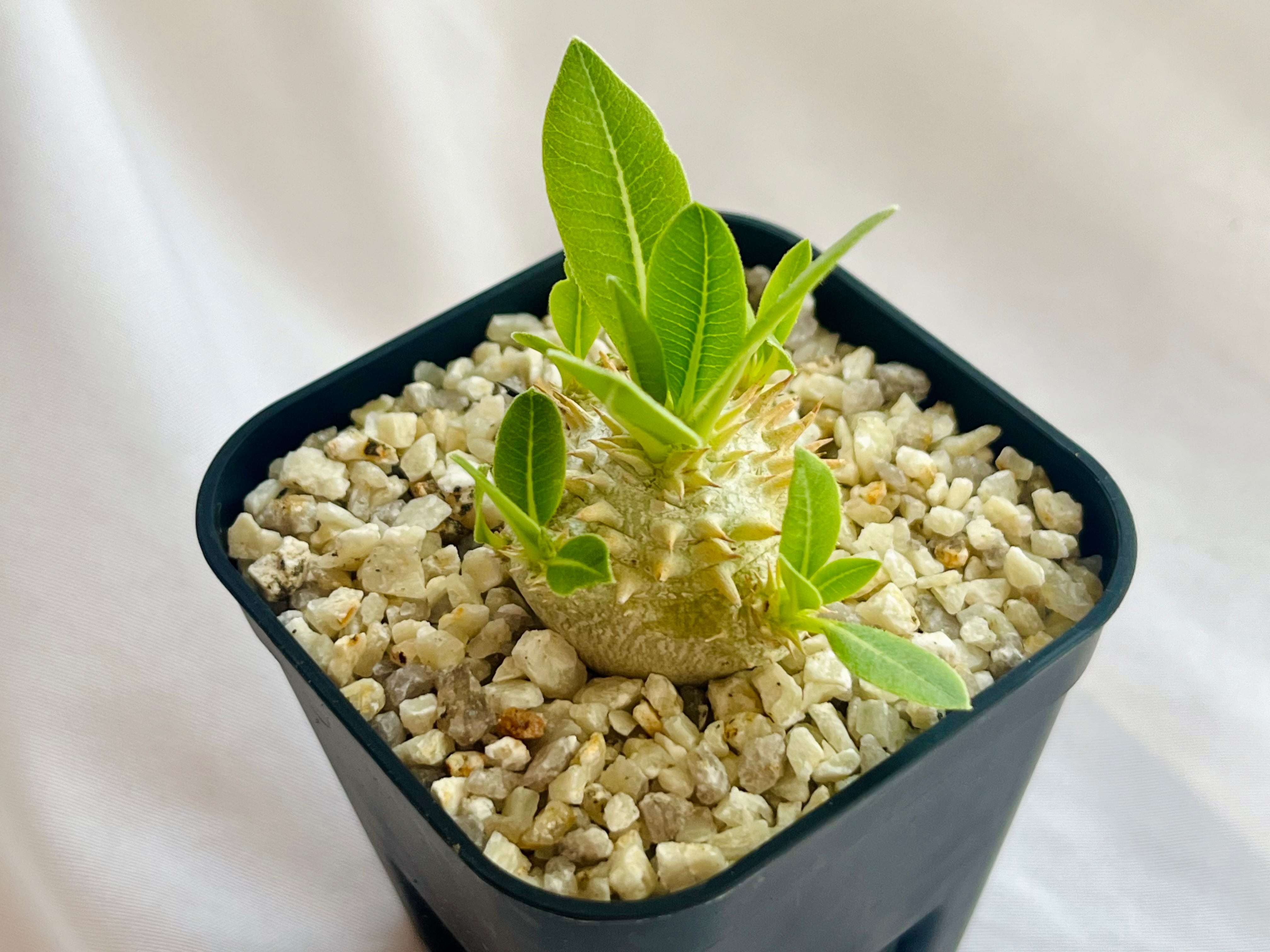 Pachypodium Densicaule パキポディウム 恵比寿大黒 | plants MARU