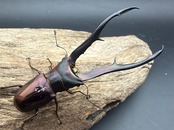 《メタリフェルホソアカ亜種フィナエ パープル系 81mm ペア》