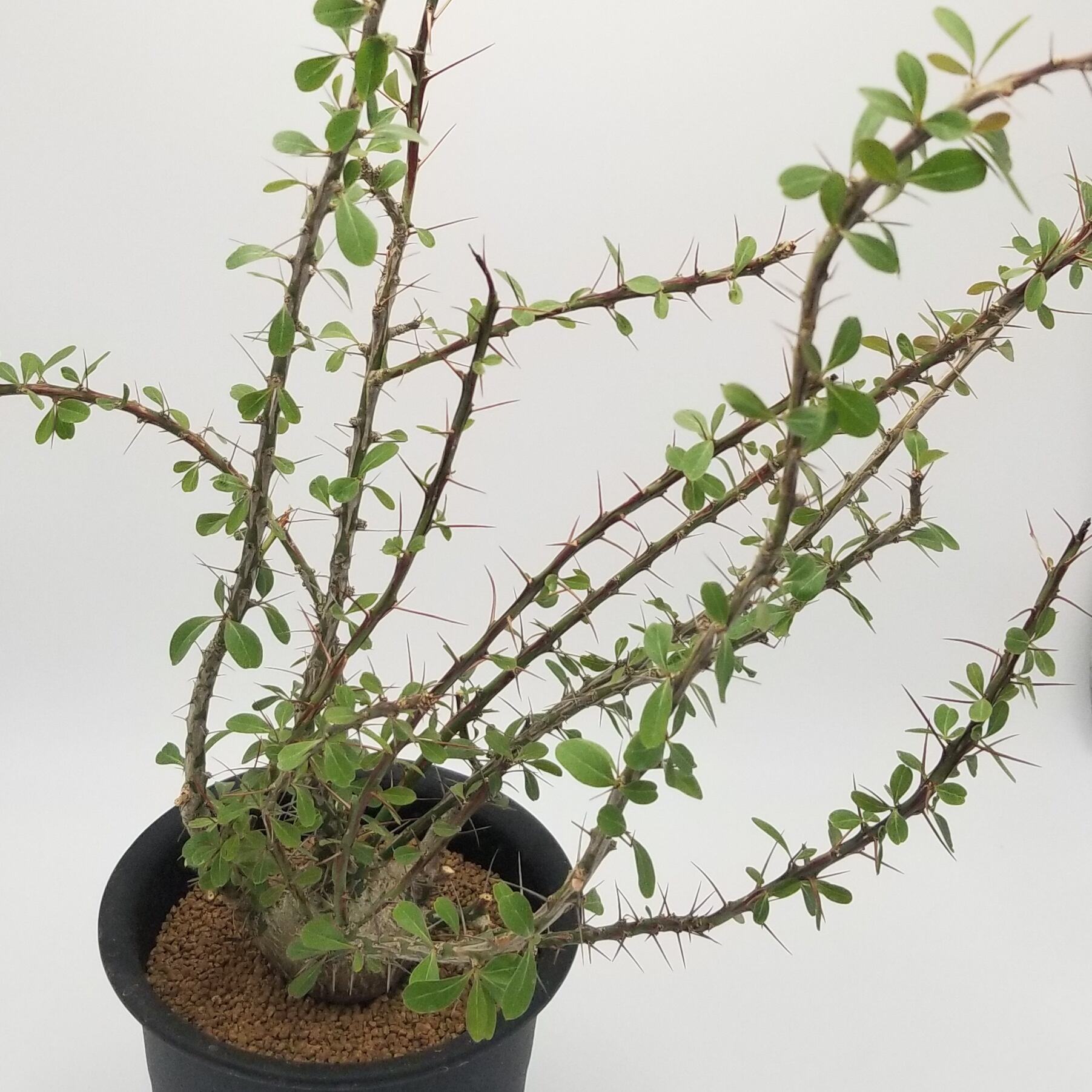 Fouquieria fasciculata フォークイエリア ファシクラータ 20粒 種子