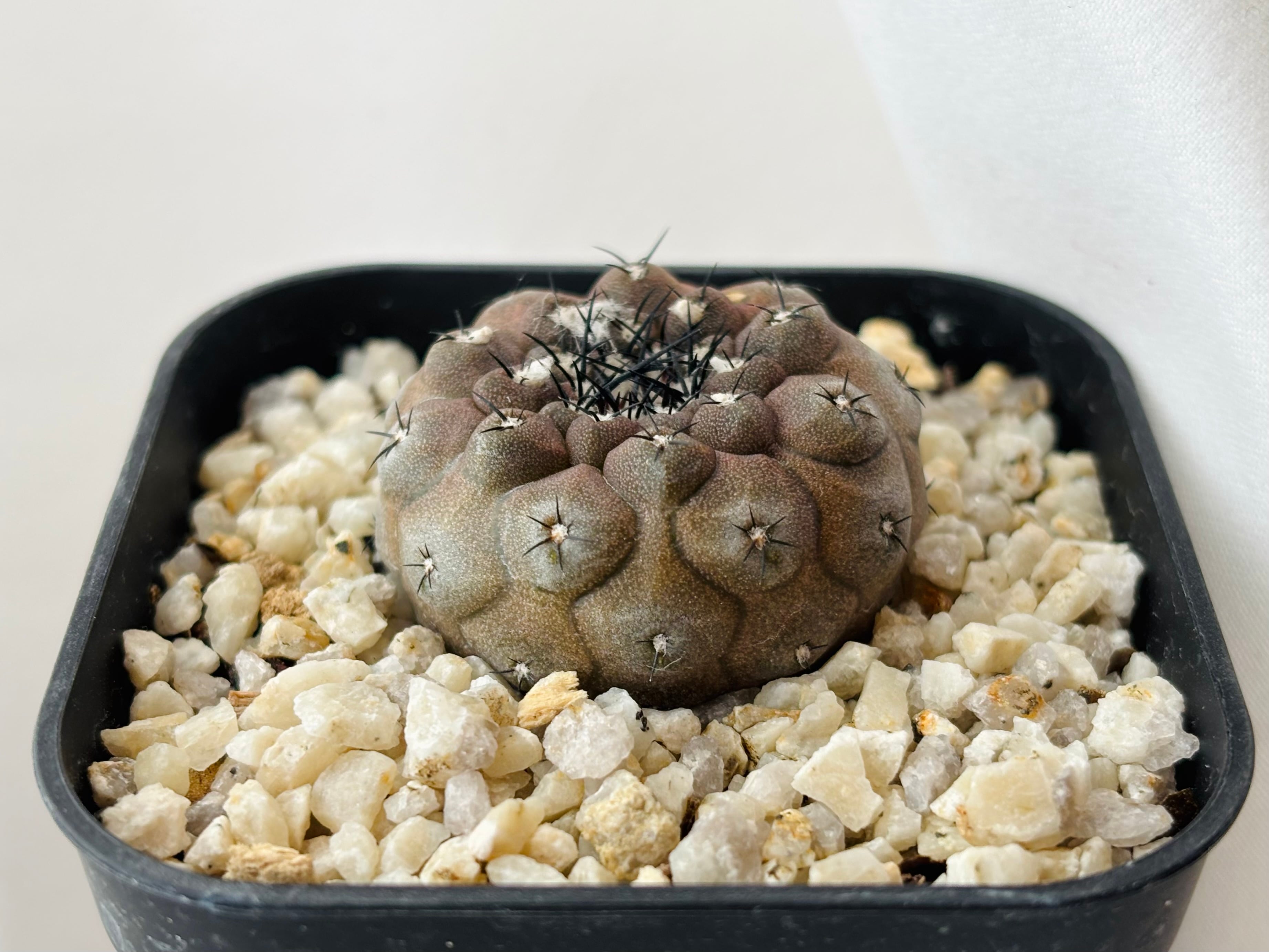 Copiapoa hypogaea コピアポア ヒポガエア サボテン | plants MARU