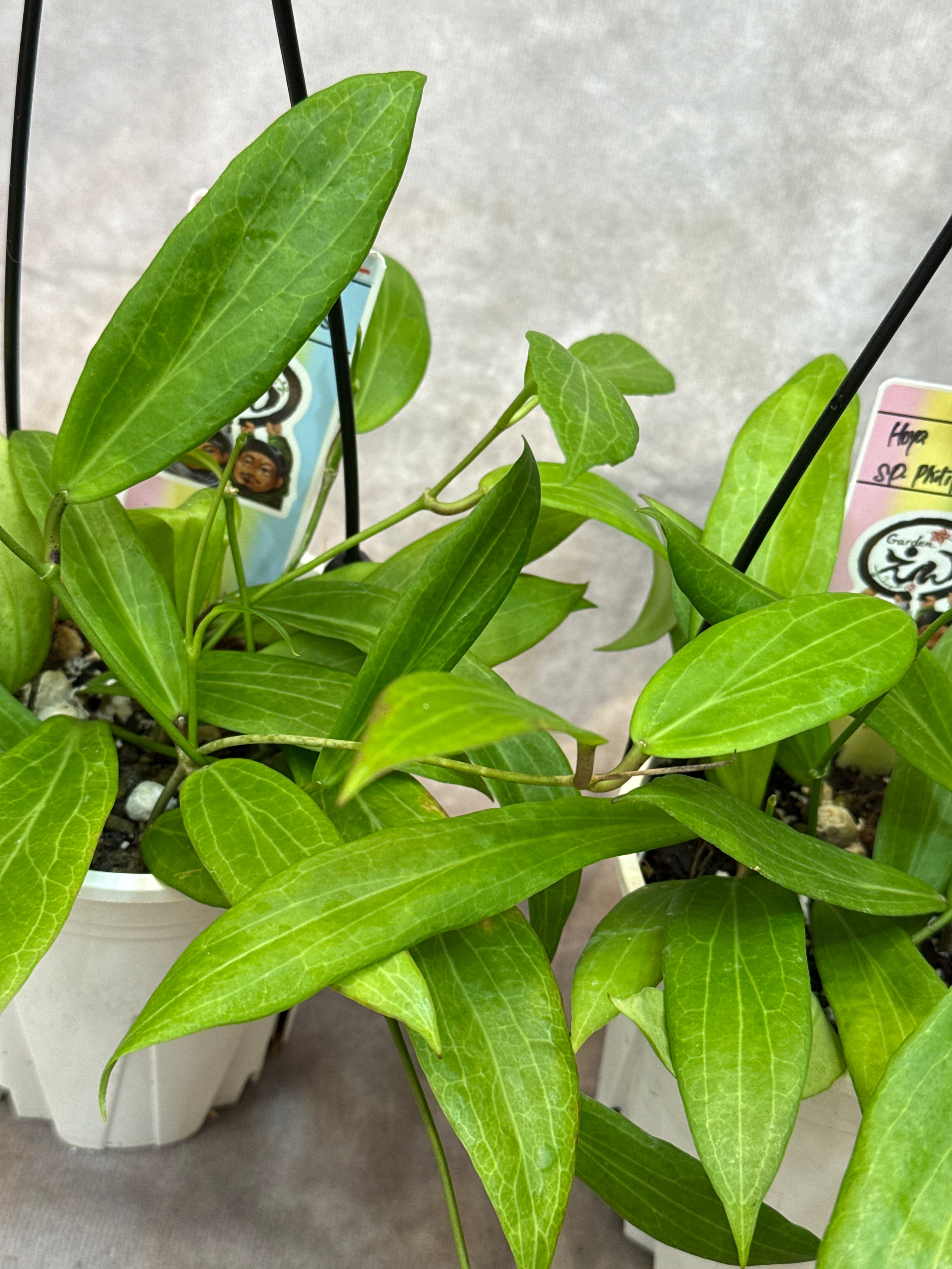 Hoya SP. Philippines | Gardenえん 【観葉熱帯植物】