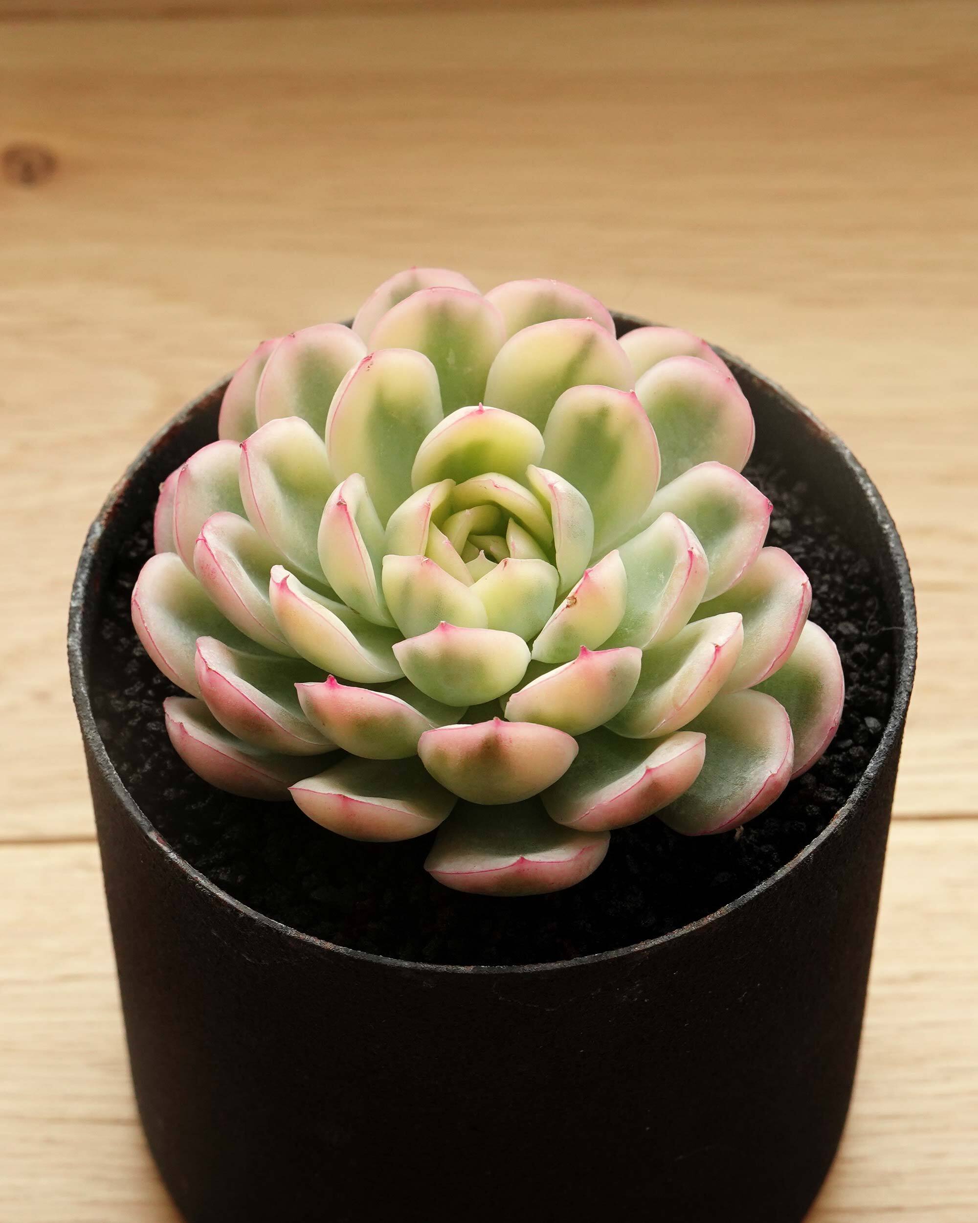 レア種・新品種 | PUKUBOOK SUCCULENTS