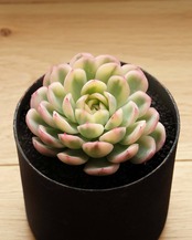 カット苗 ストロベリーアイス錦 上斑 Echeveria Echeveria 'Strawberry Ice' Variegated
