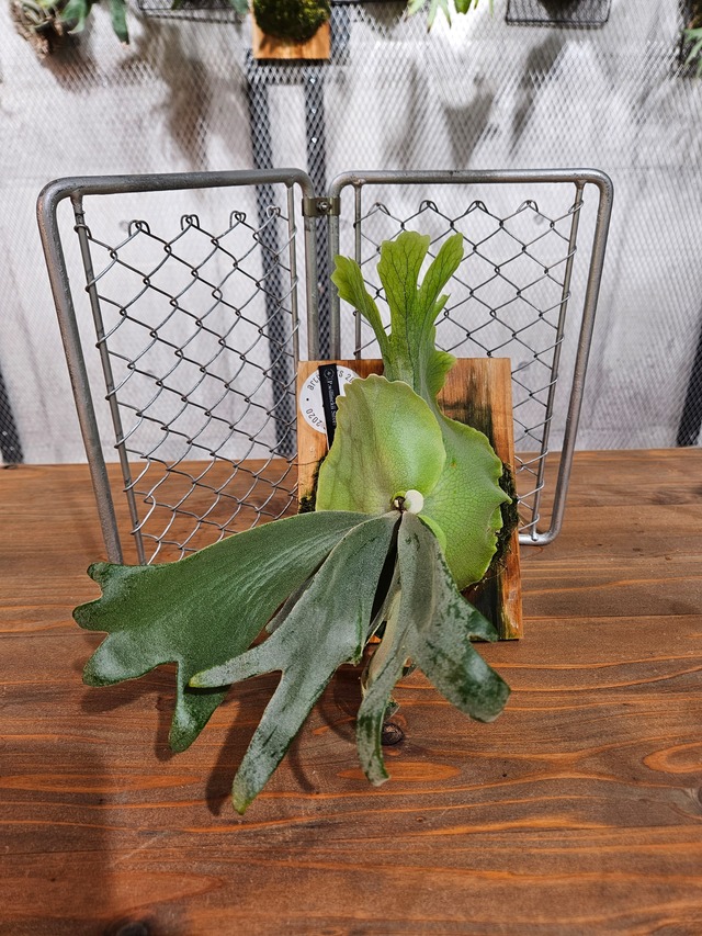 P.willinkii Silver wild #1 【artPLANTs/PLANTS GARAGE】ビカクシダ/Platycerium