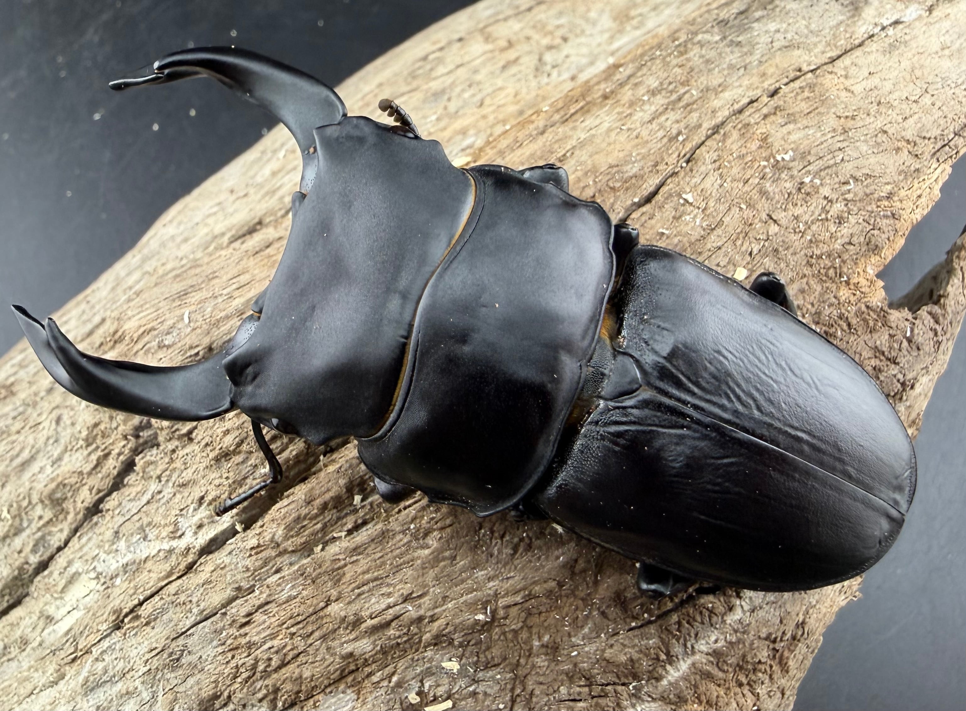 オオクワガタ 久留米血統 83.5mm ペア》 | KPW公式オンラインショップ