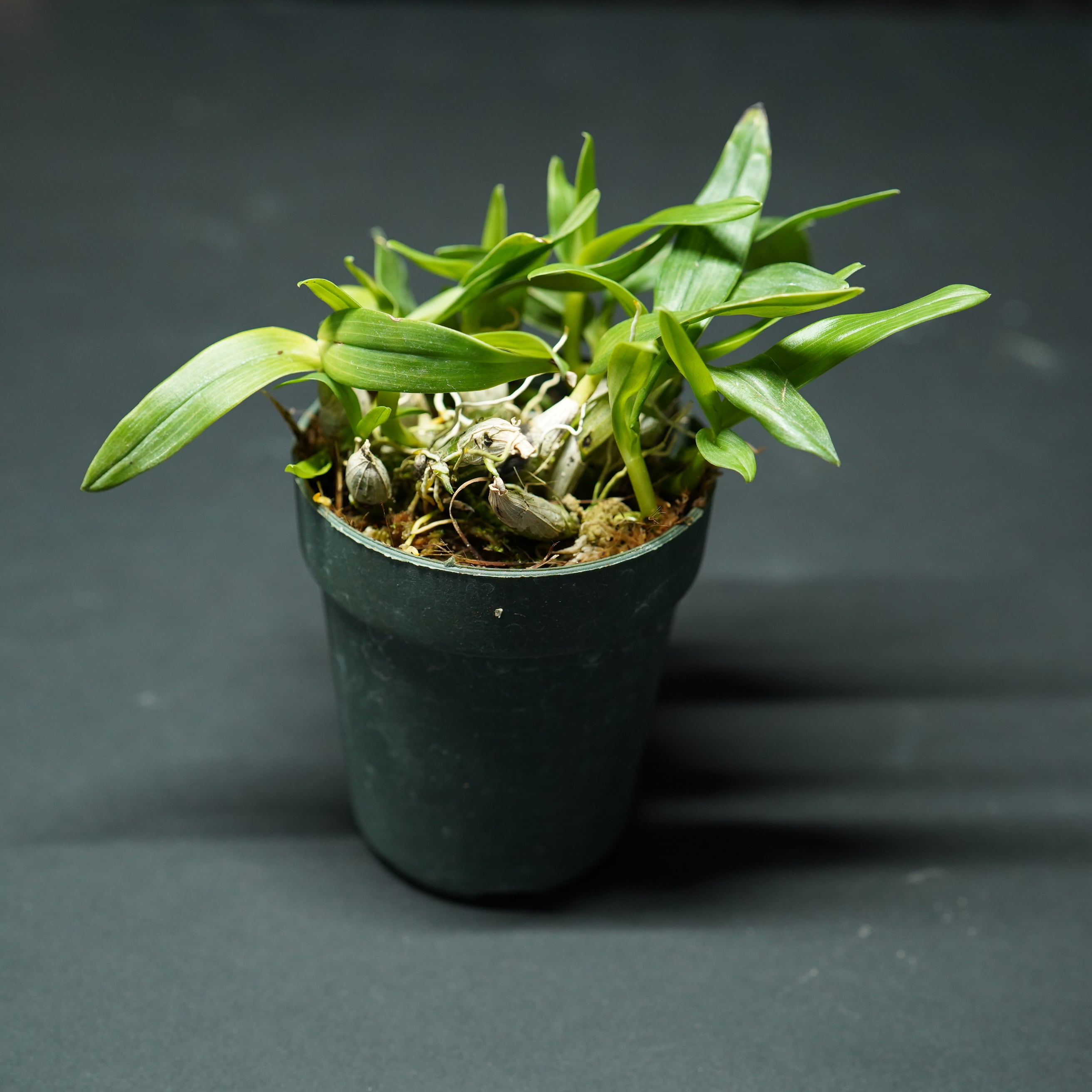 デンドロビウム・コンストリクツム Dendrobium constrictum 【着生ラン】テラリウム・着生向き