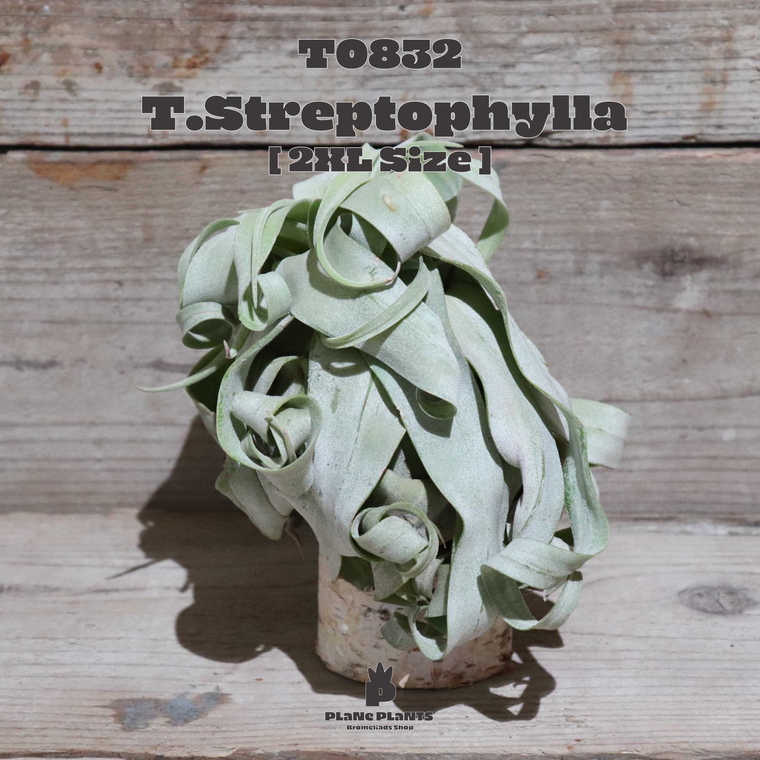 【送料無料】ストレプトフィラXL〔エアプランツ〕現品発送T0832