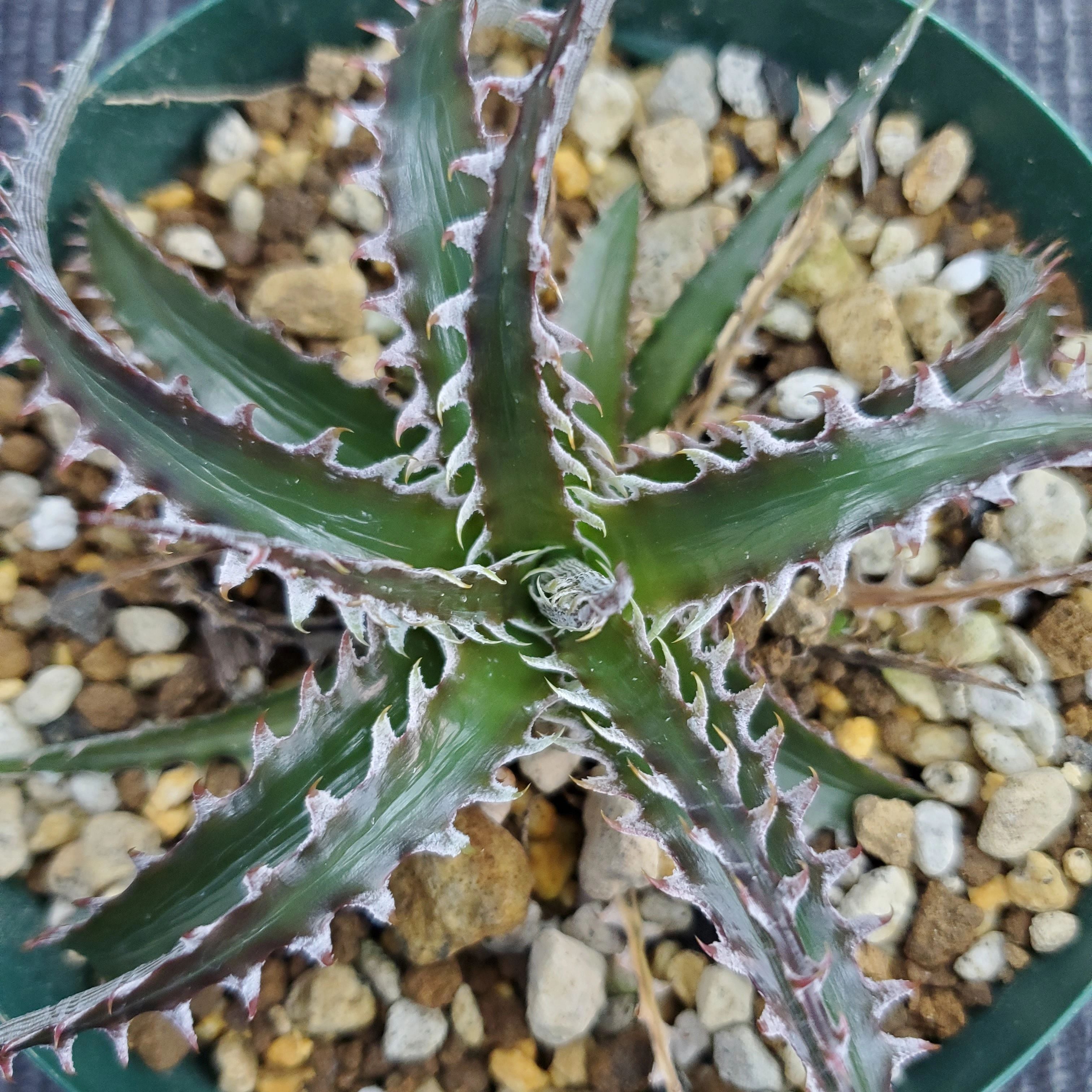 a0414_【Otto #02】Dyckia dawsonii Hybrid 'Purple Silver' x 'Big