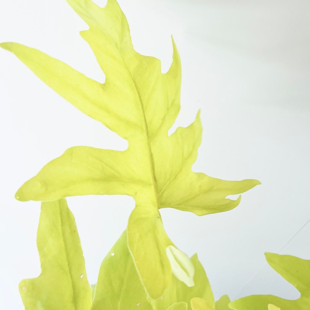 フィロデンドロン セロームゴールド 観葉植物 calm cafe