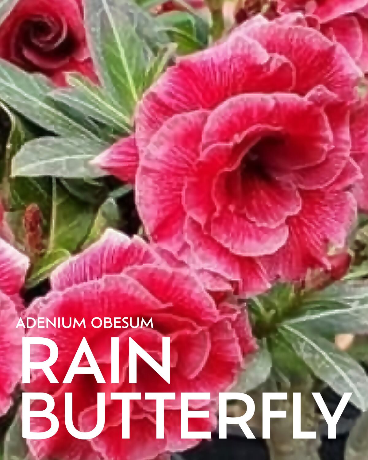 抜き苗 ダドレア グノマ Dudleya gnoma | PUKUBOOK SUCCULENTS