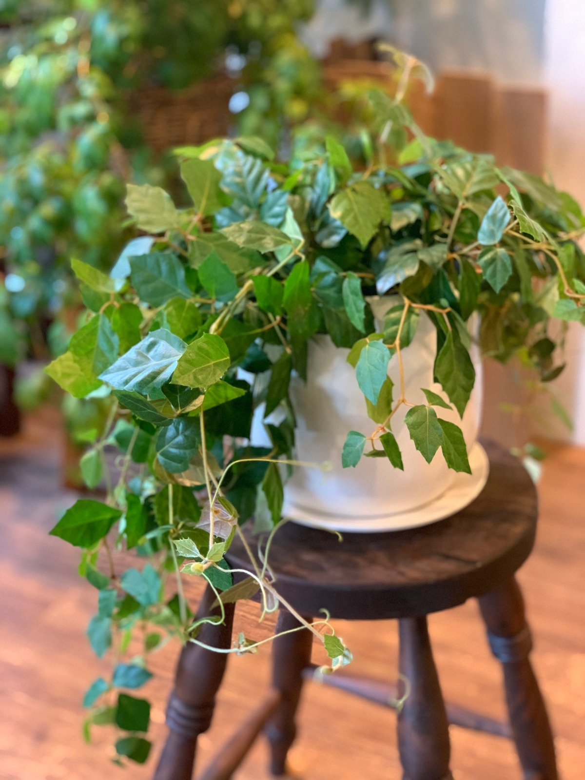 グレープアイビー Queue グレープアイビー Queue