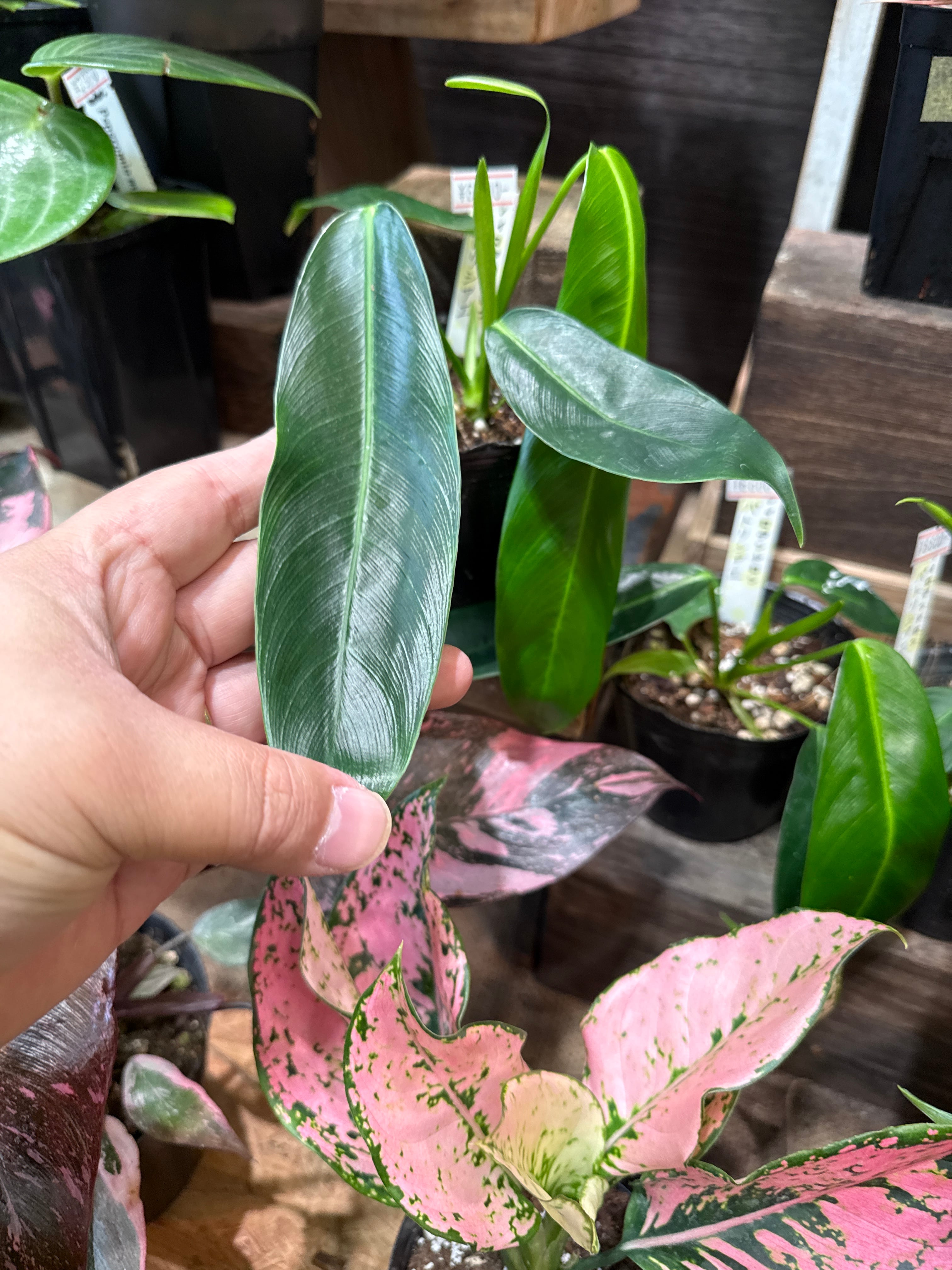 フィロデンドロン パトリシアエ | Gardenえん 【観葉熱帯植物】