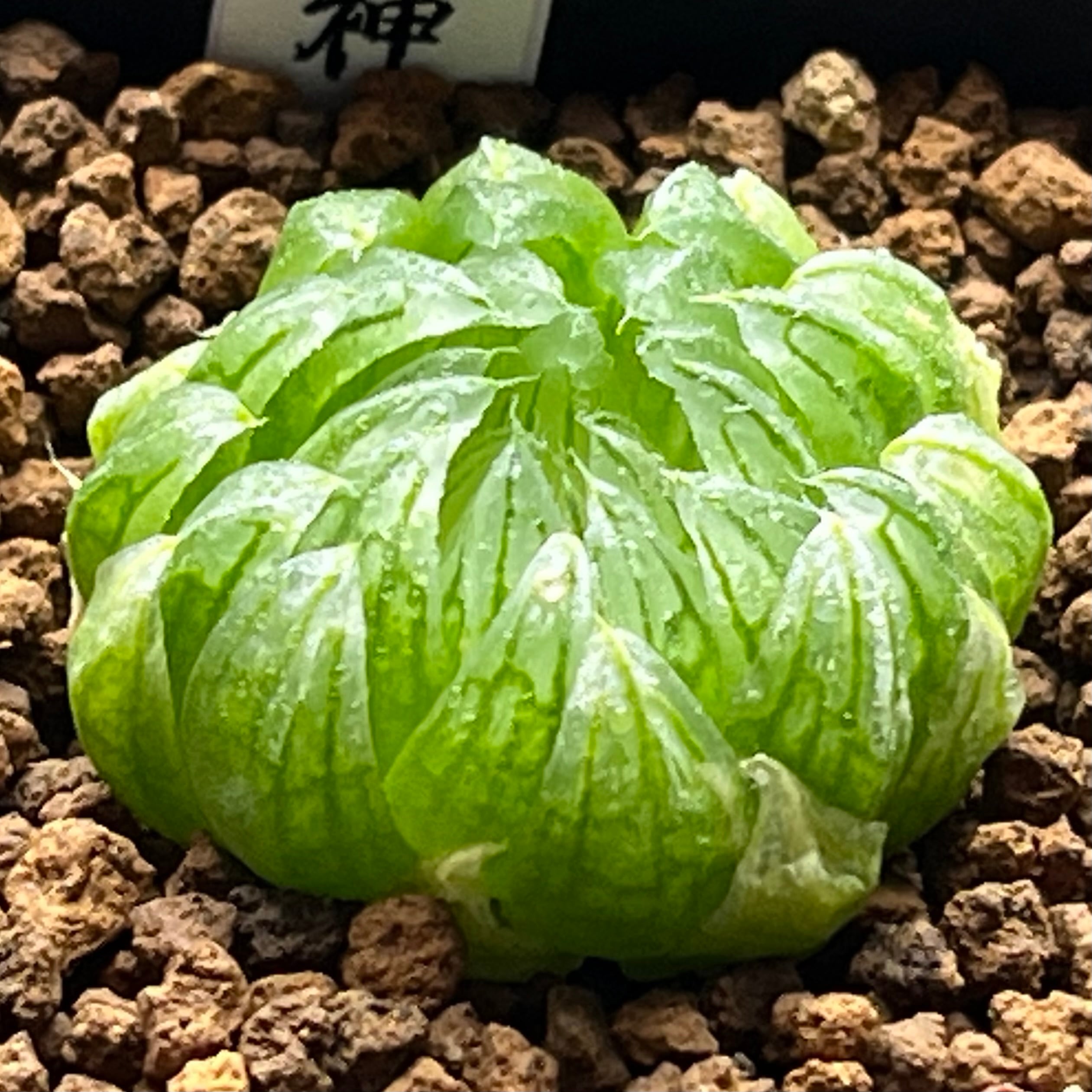 ハオルチオプシス 泪珠錦 | mocono_plants